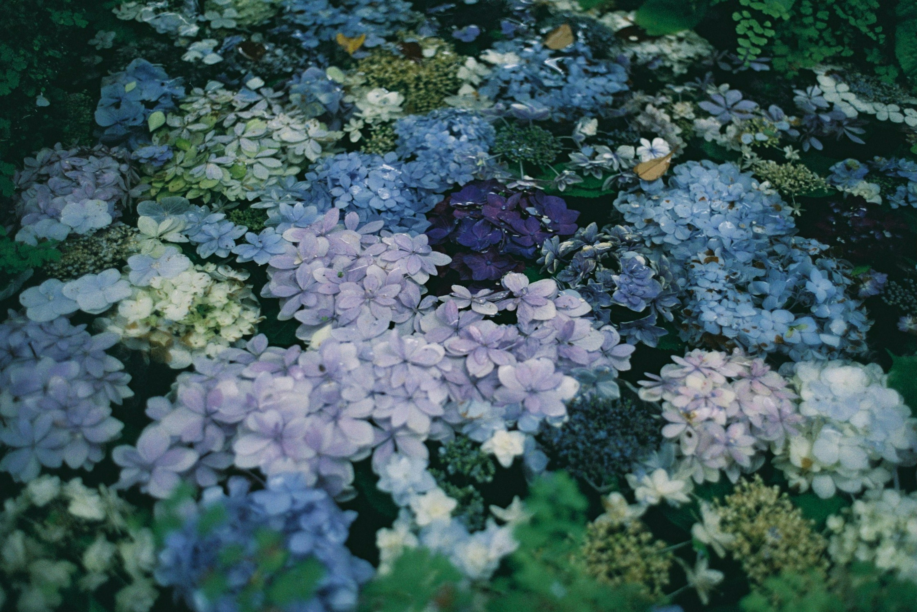 紫色と青色の花が広がる美しい風景