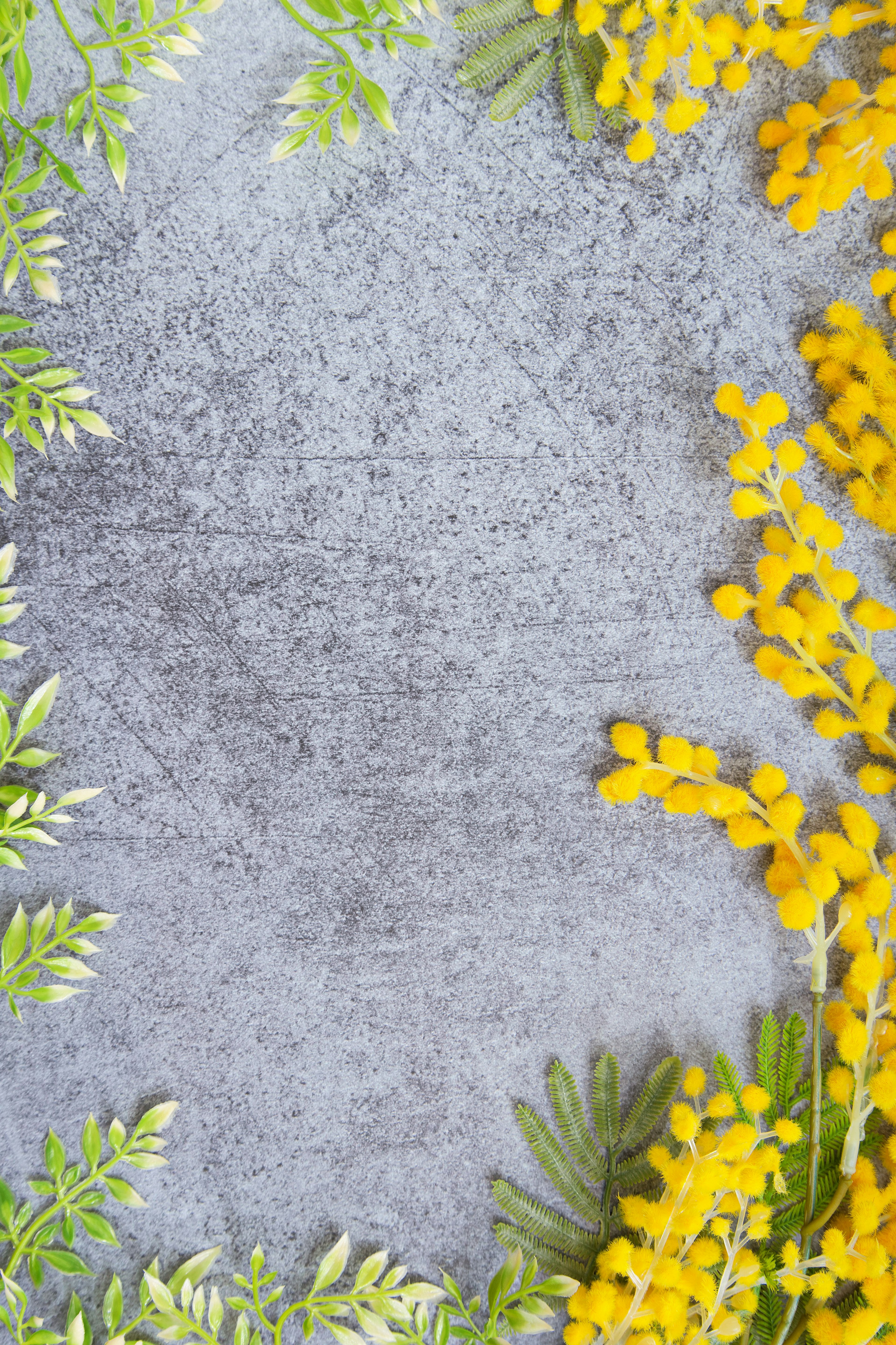 Ein grauer Hintergrund geschmückt mit gelben Mimose und grünen Blättern