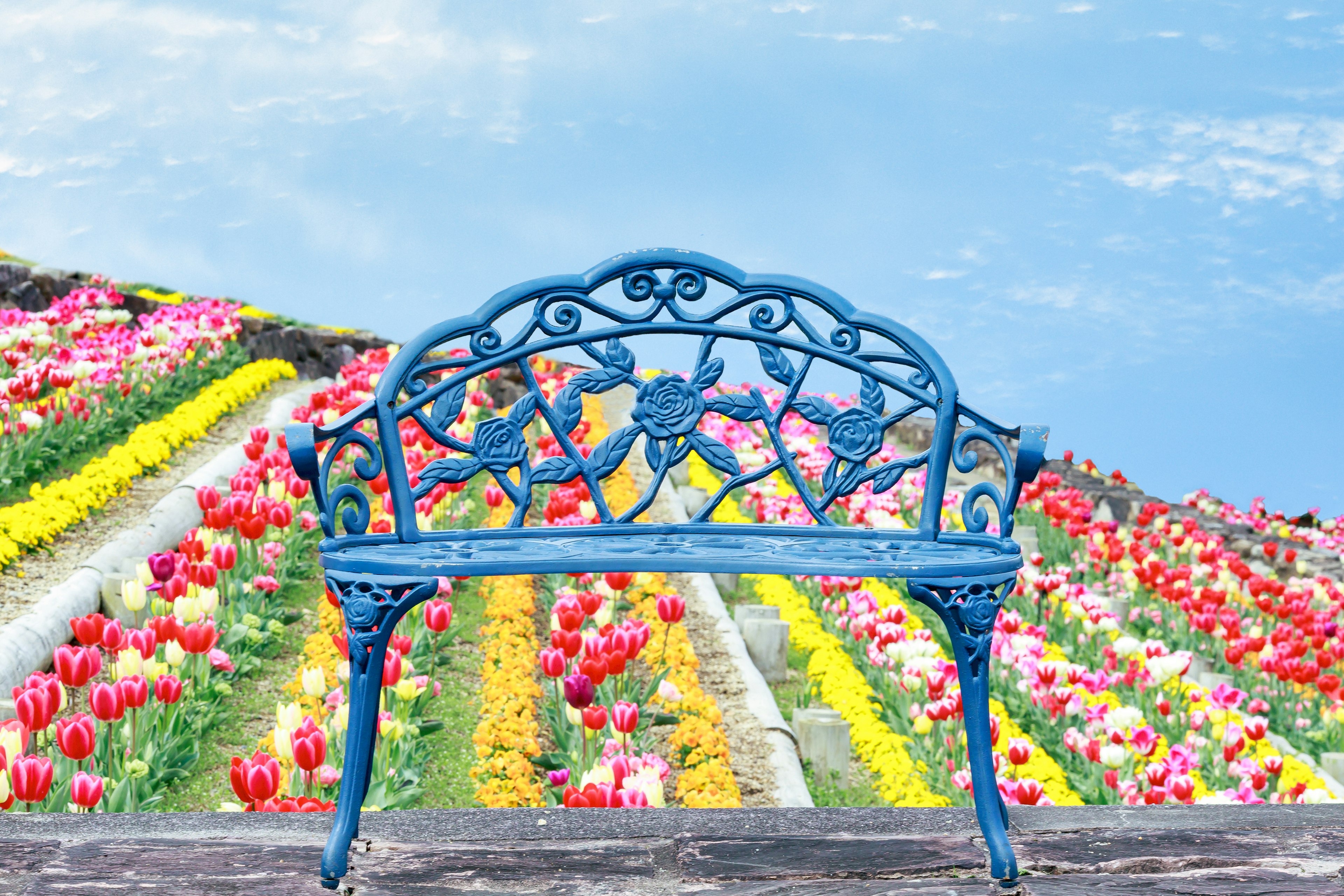 Banco azul con vista a un campo de tulipanes coloridos