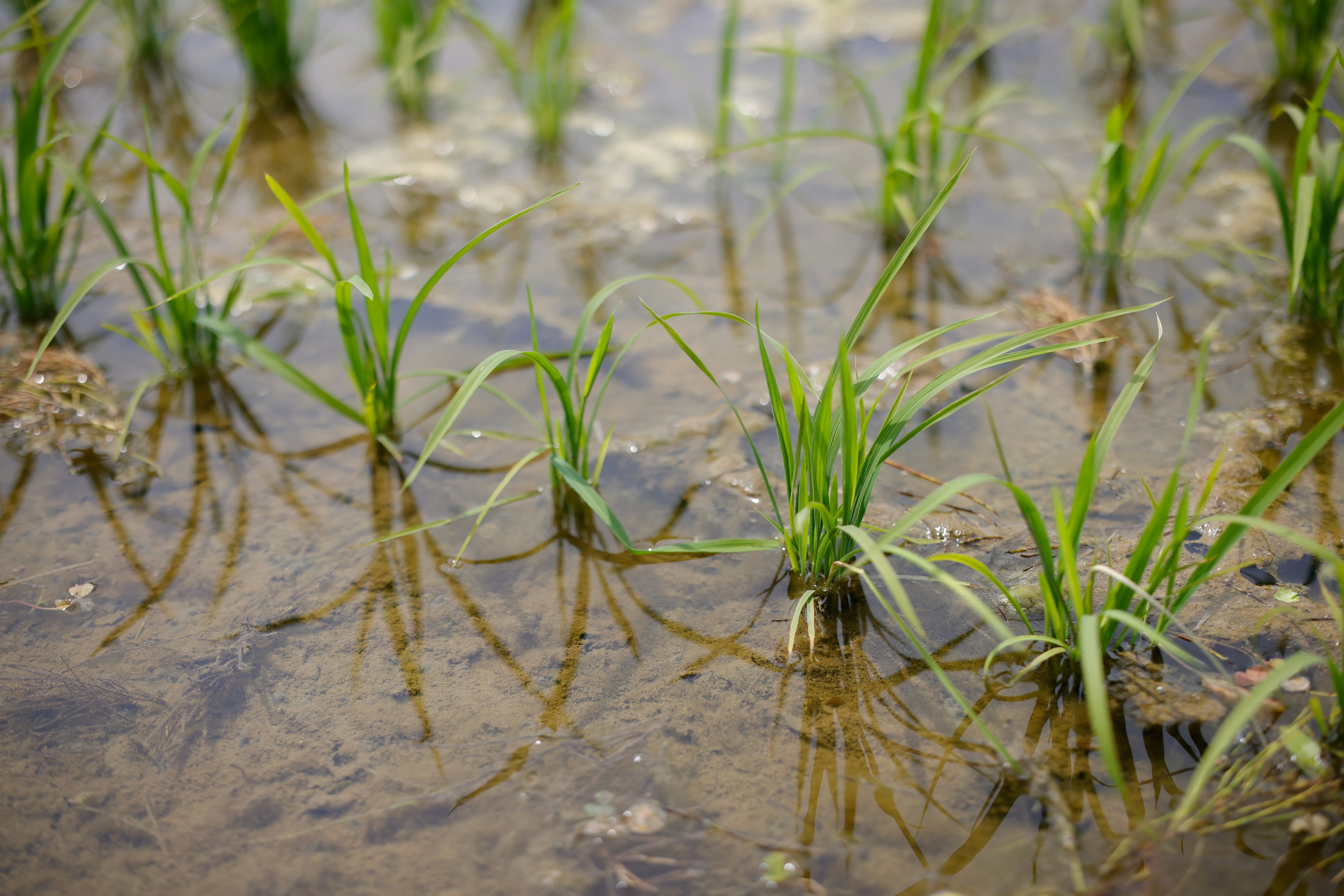 Bibit padi hijau tumbuh di sawah yang tergenang