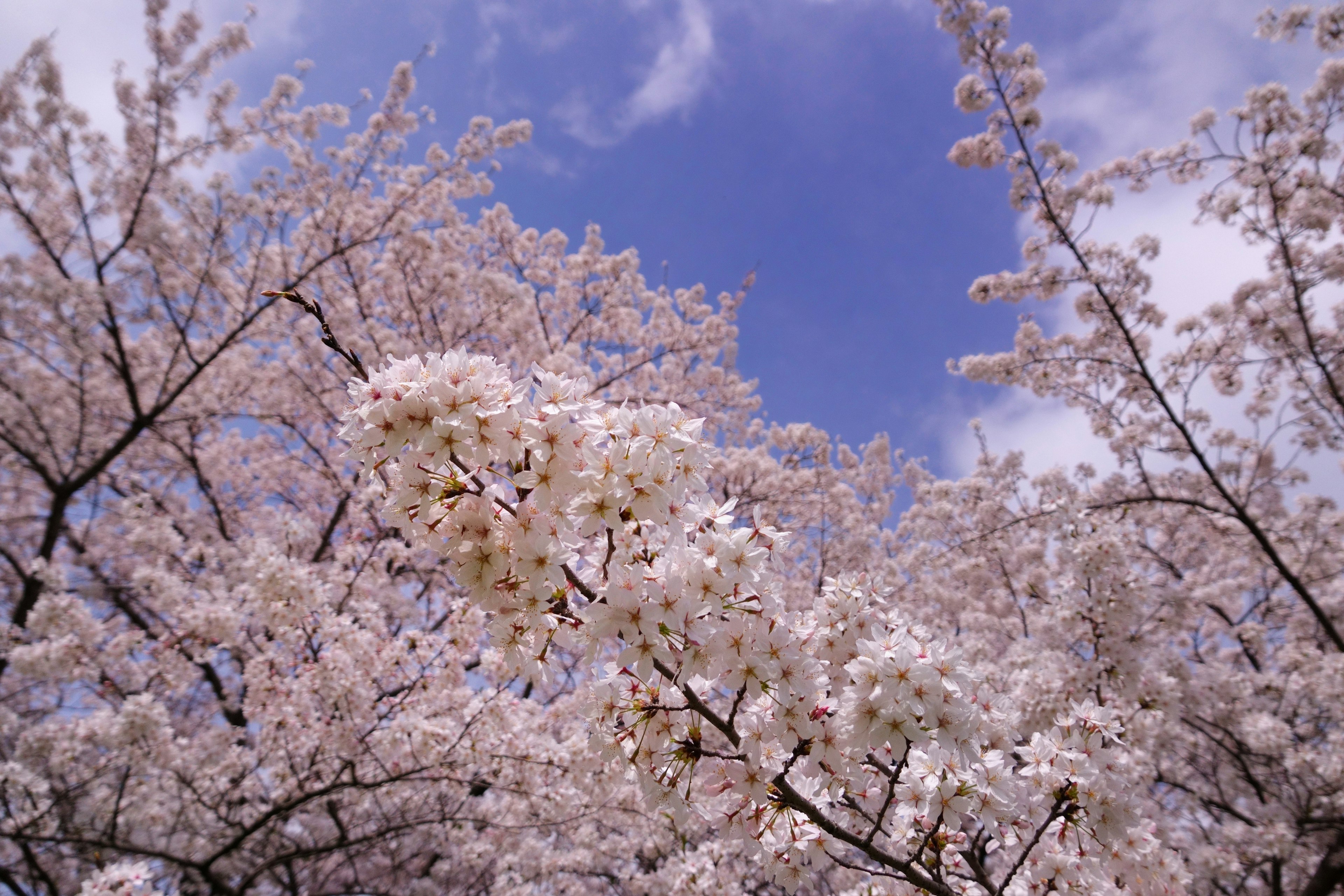 Nahaufnahme von Kirschblüten, die unter einem blauen Himmel blühen