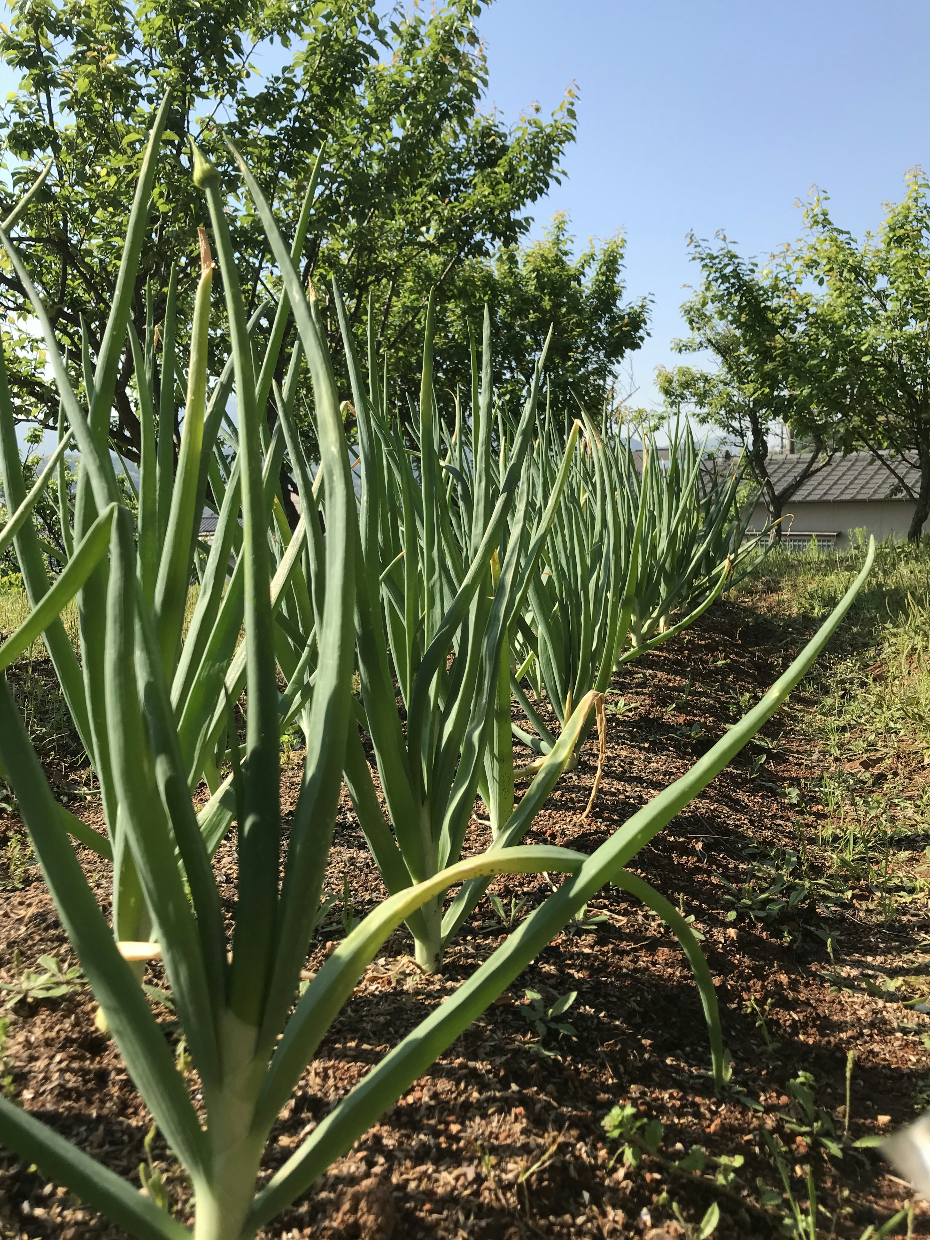 Plantas de cebolla verdes y exuberantes alineadas en un campo bajo un cielo azul claro