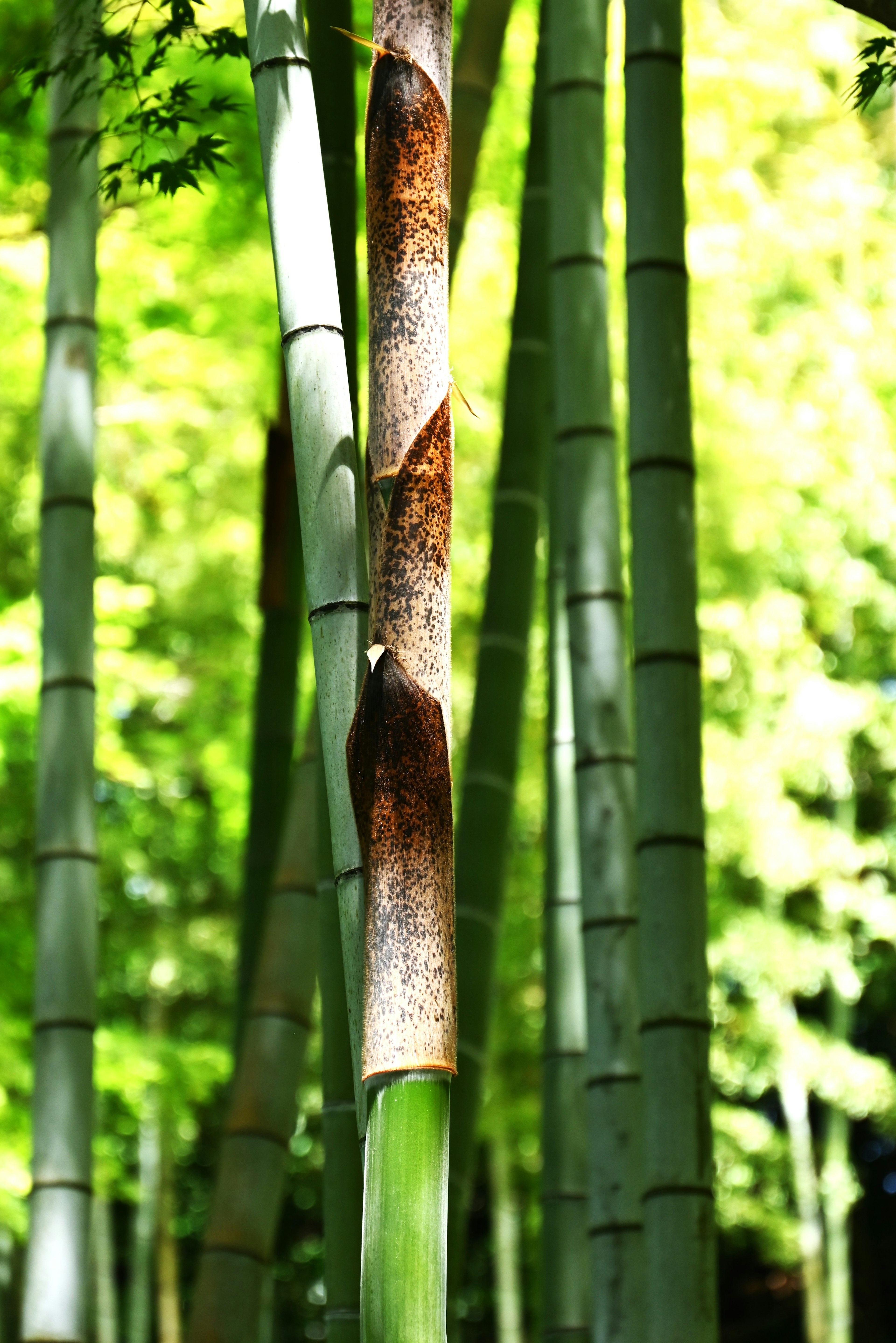 A striking brown bamboo among green bamboo in a lush forest