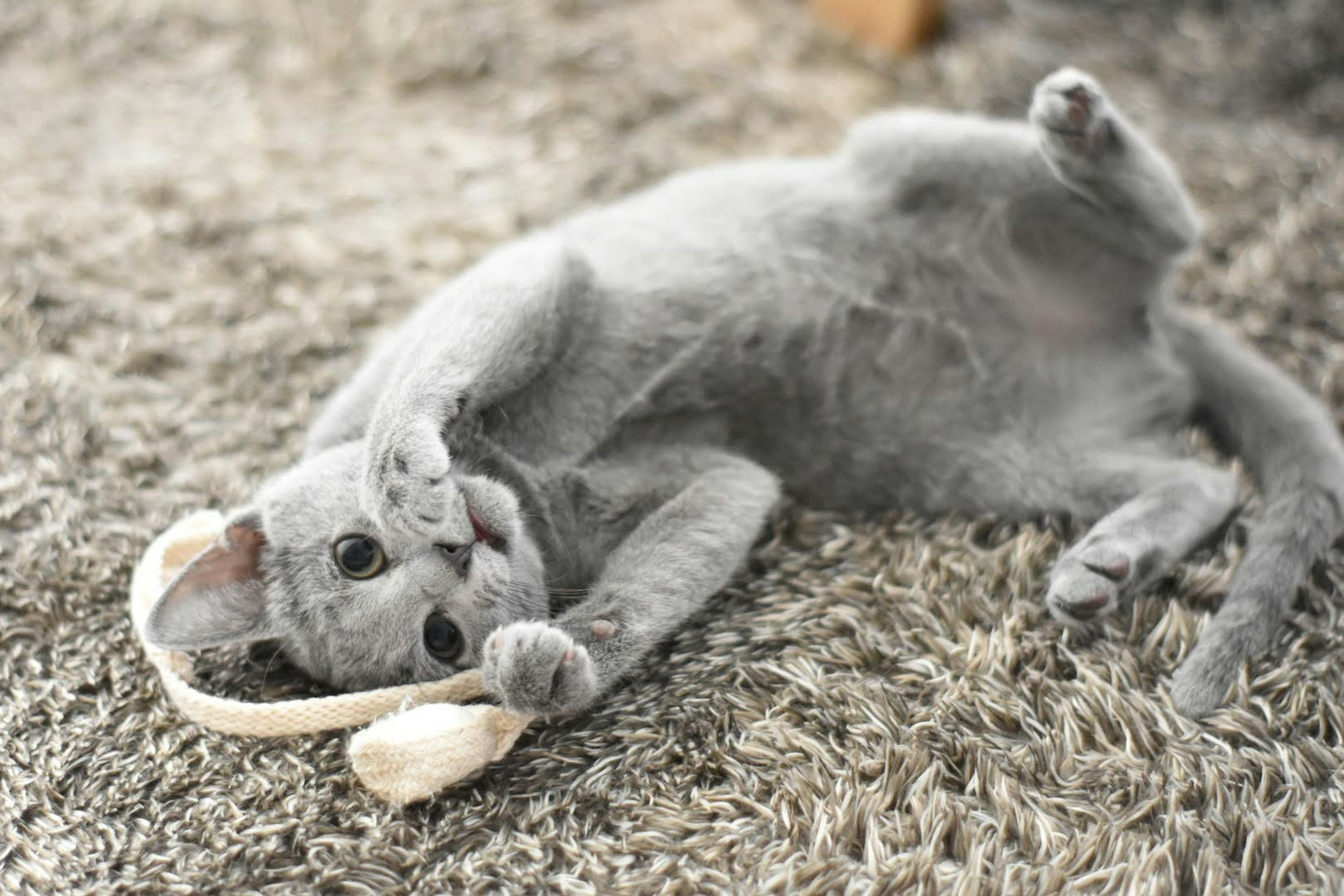 Gray kitten playing with a toy while lying on a soft surface