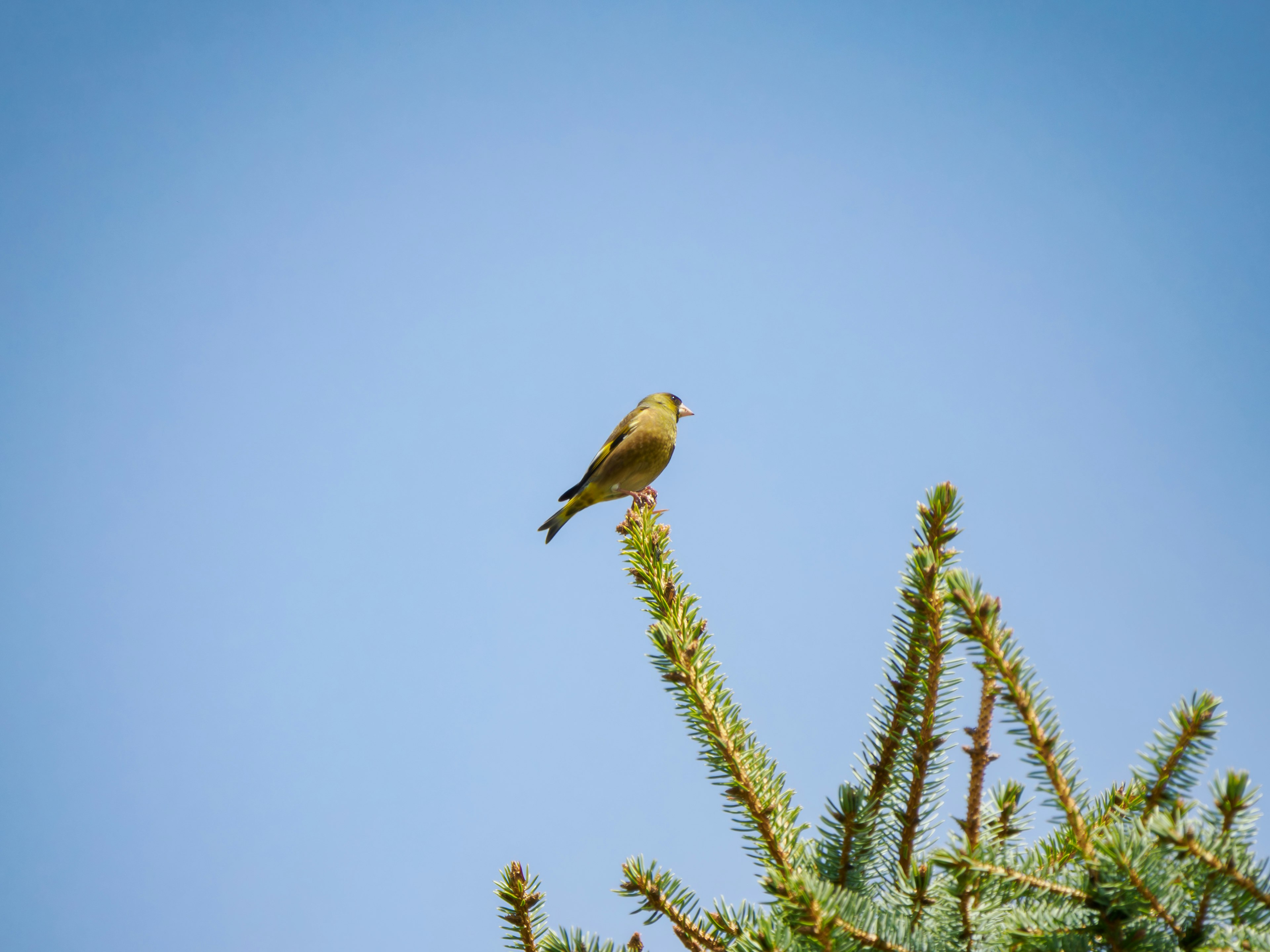 Small bird perched on the tip of a tree against a blue sky