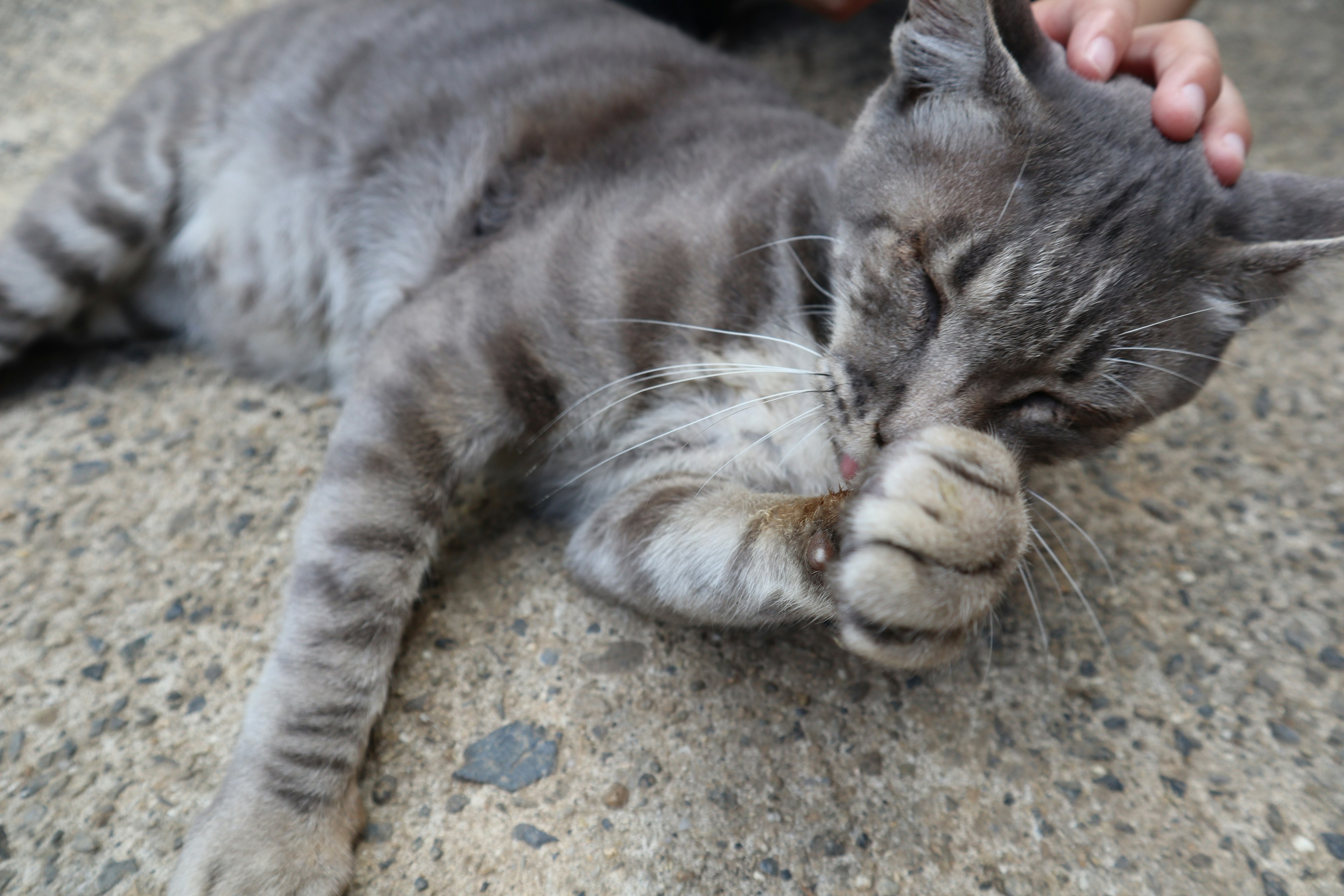 Kucing abu-abu berbaring di tanah menjilati kakinya