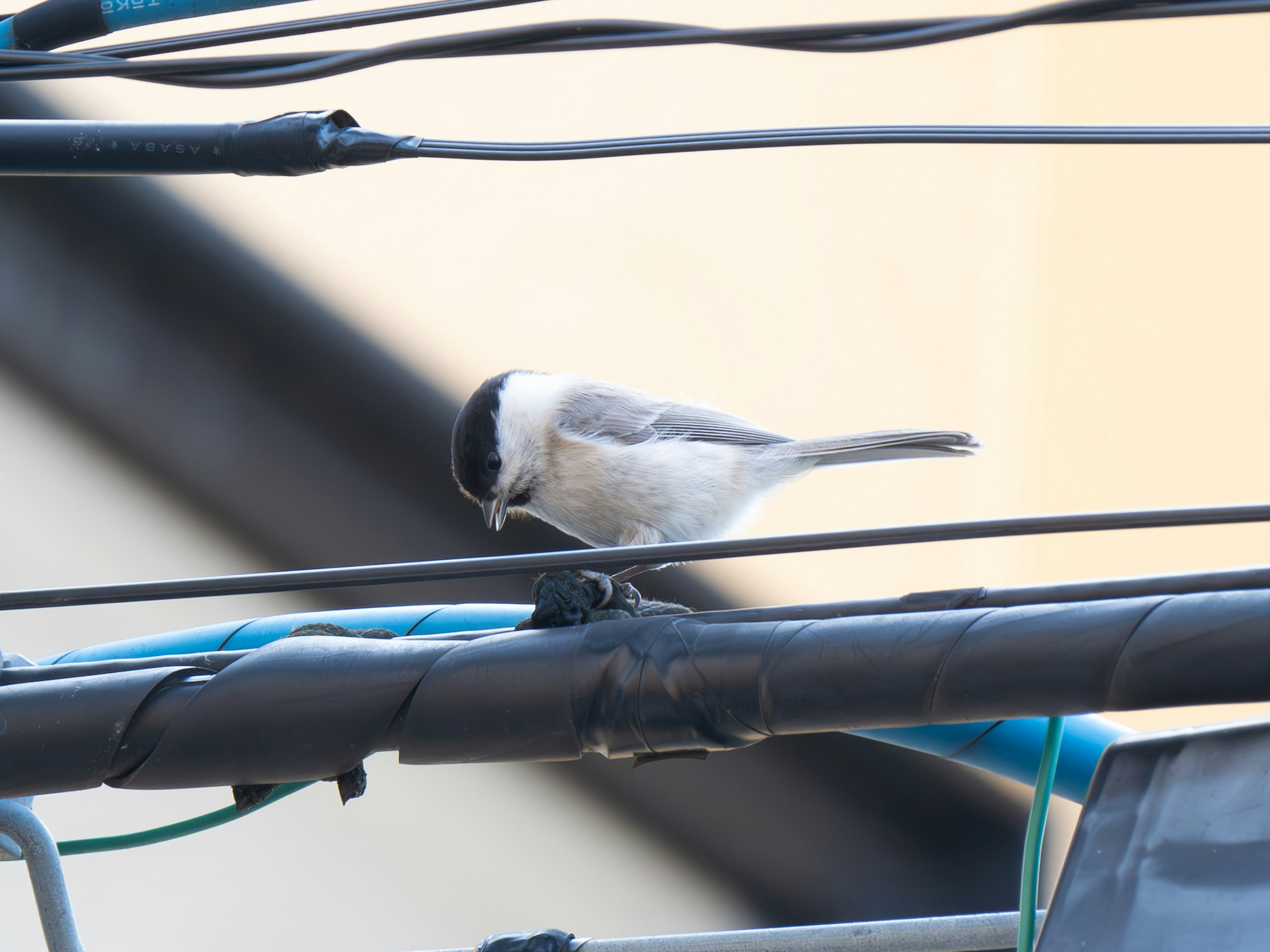 A small bird with white feathers and a black head perched on a power line