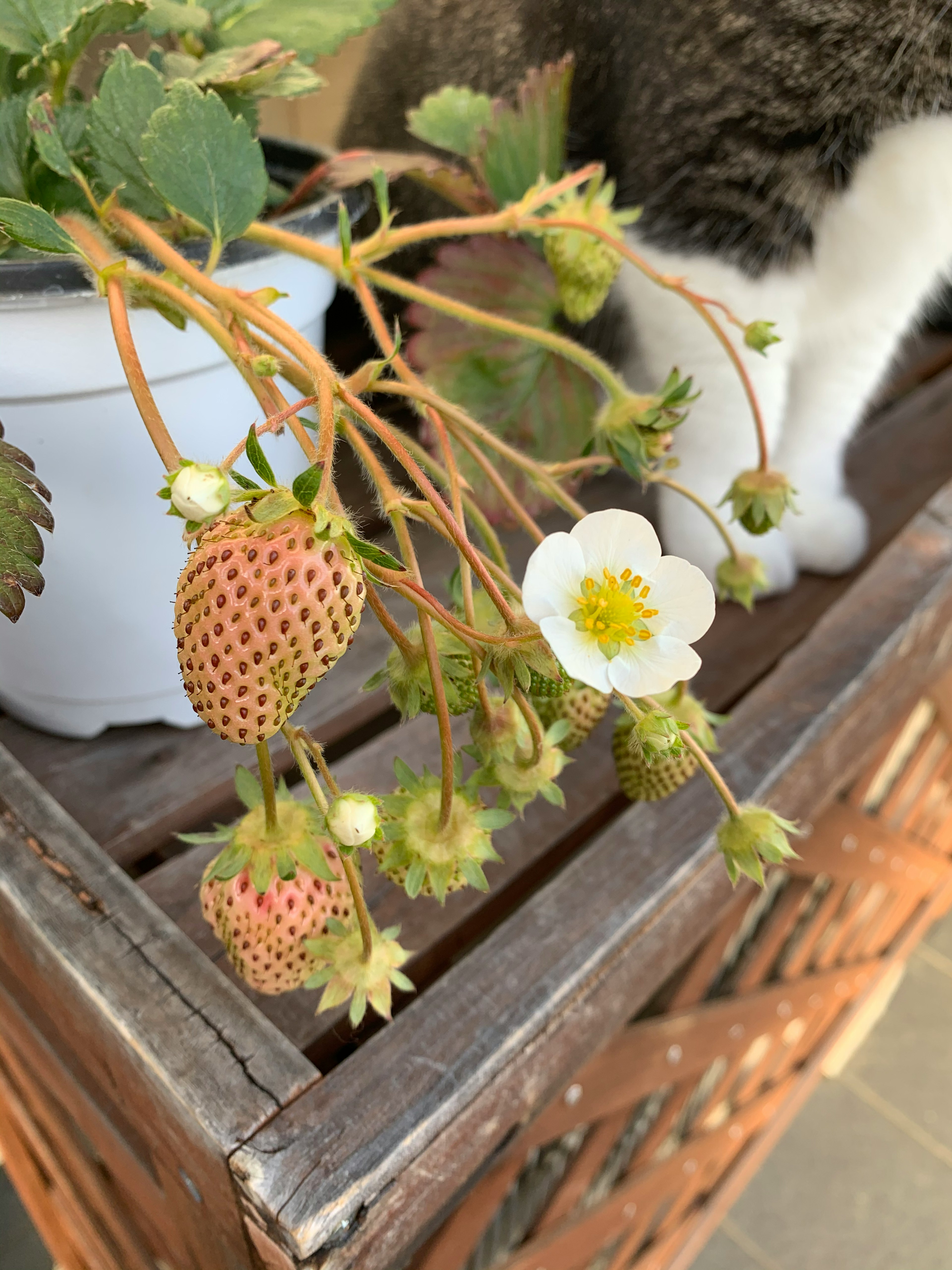 Nahaufnahme einer Erdbeerpflanze mit unreifen Erdbeeren und einer weißen Blüte