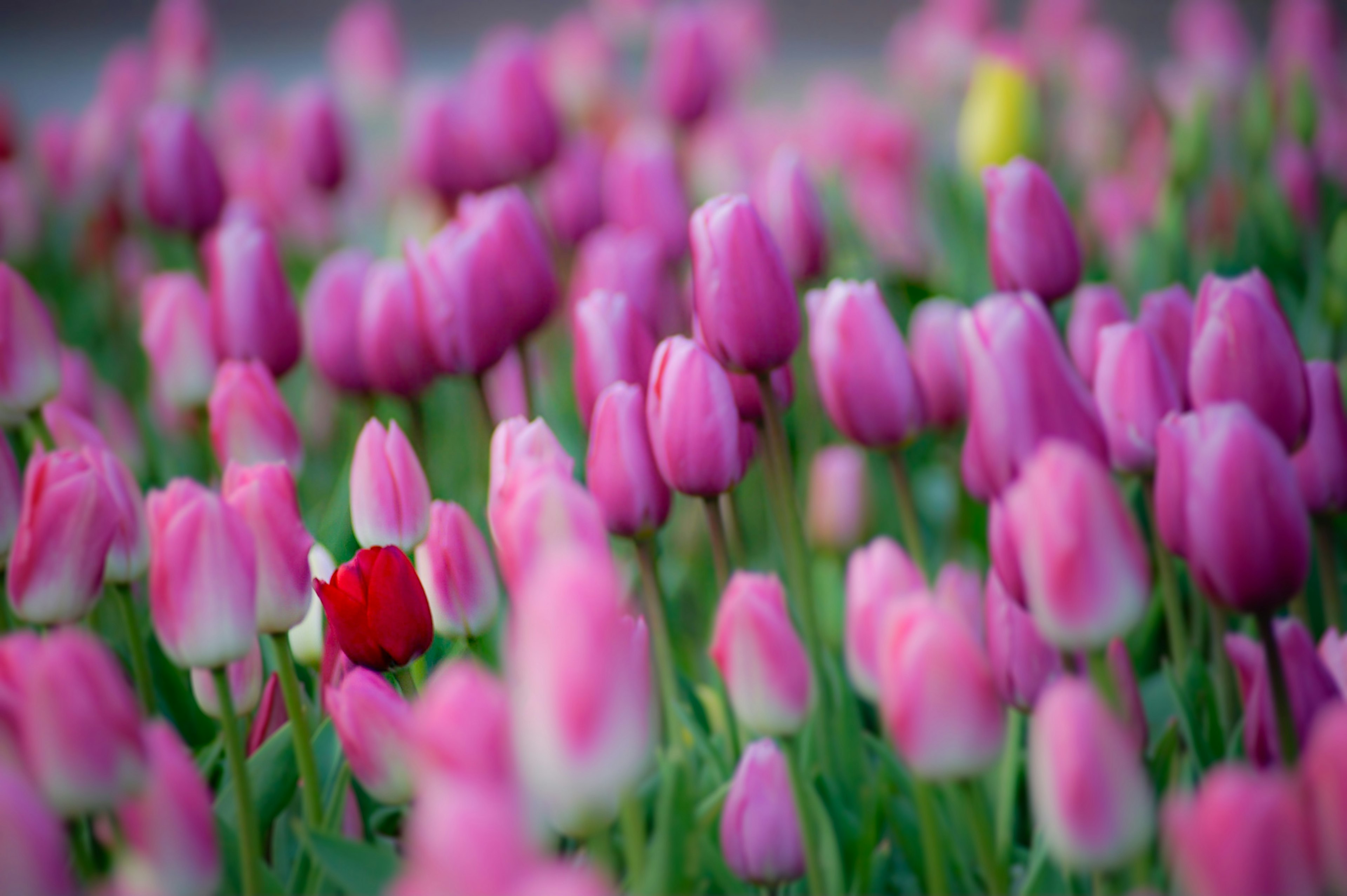 色とりどりのチューリップの花が咲いている風景