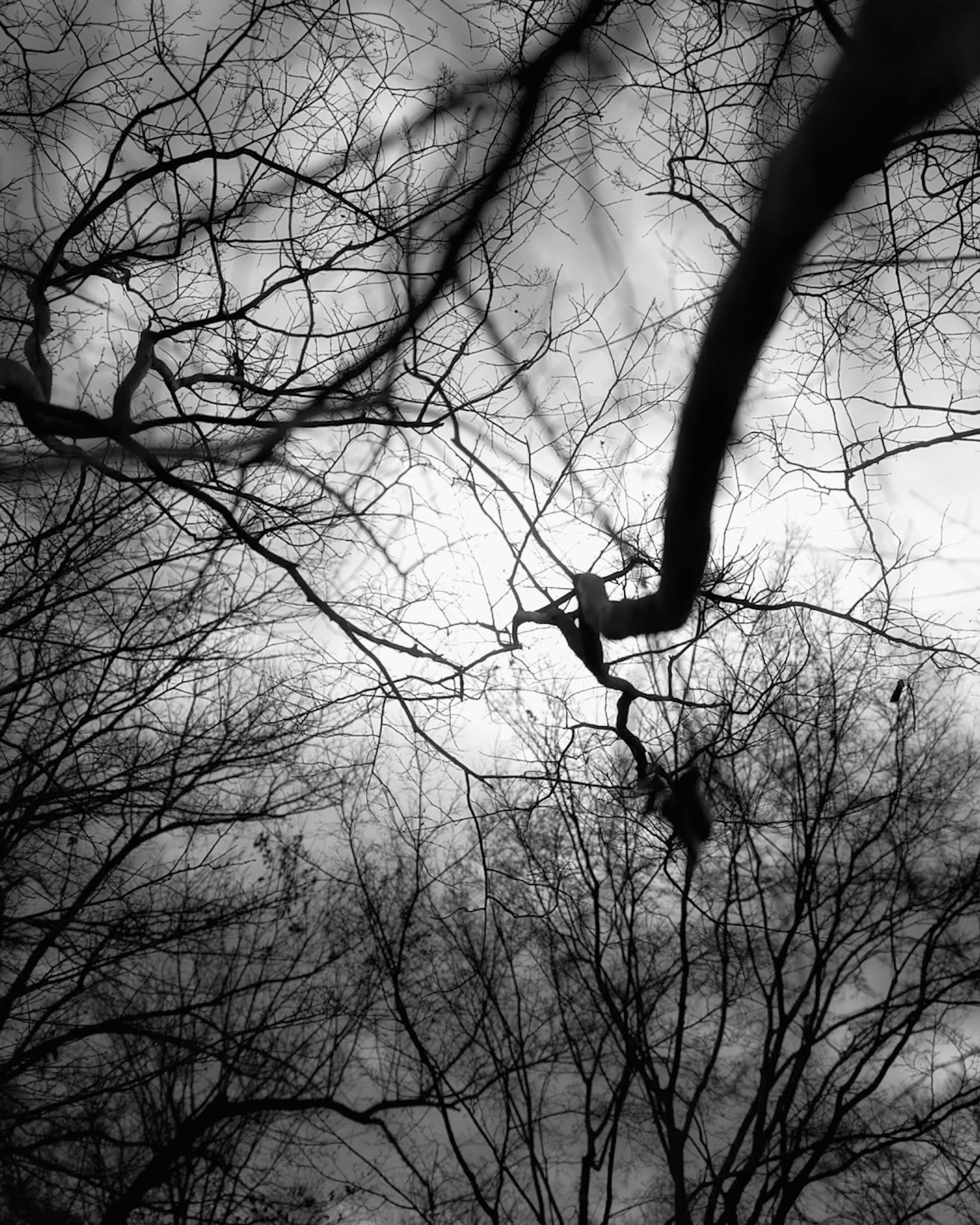 Close-up of tree branches in a black and white winter forest