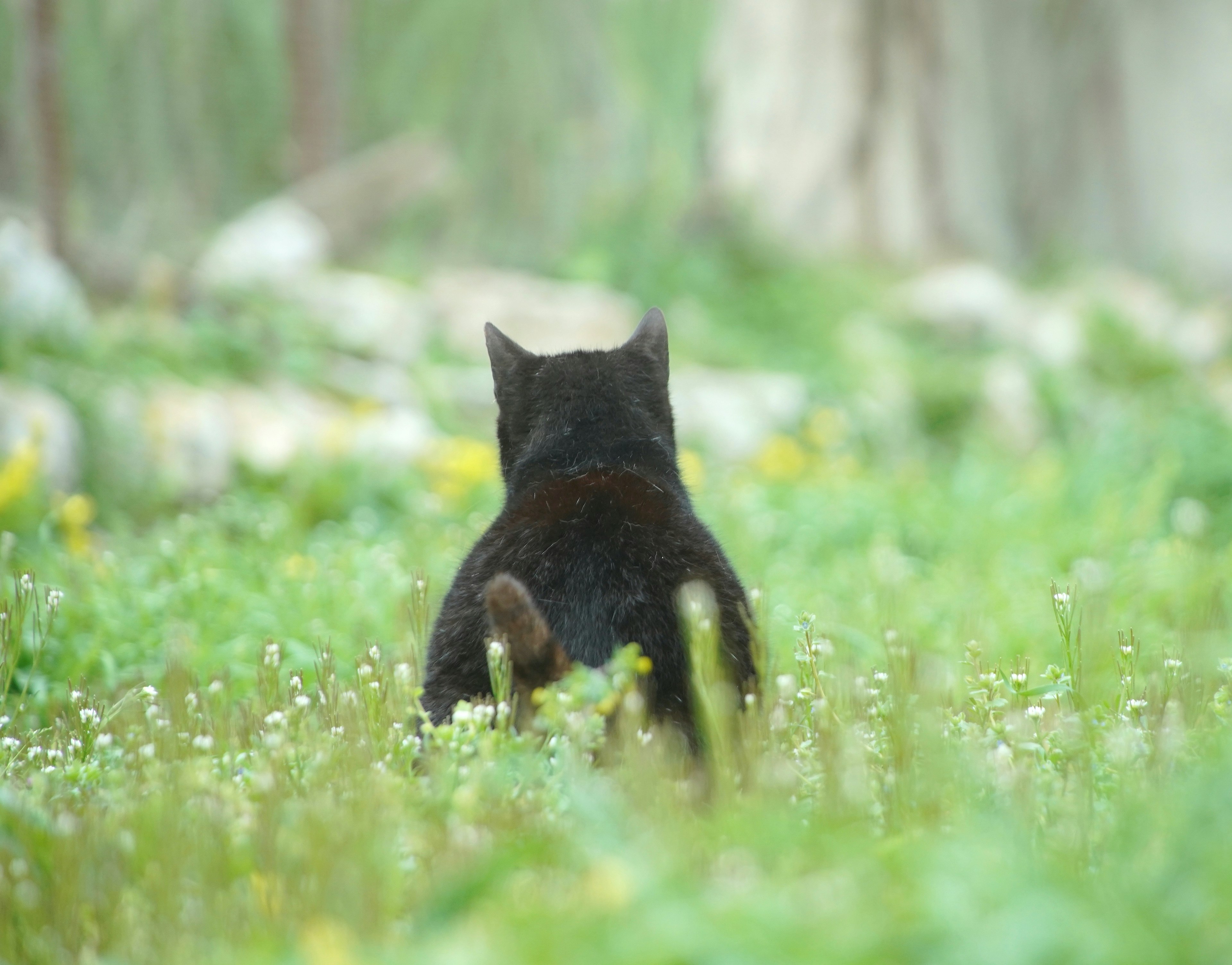 草原の中を歩く黒い猫の後ろ姿