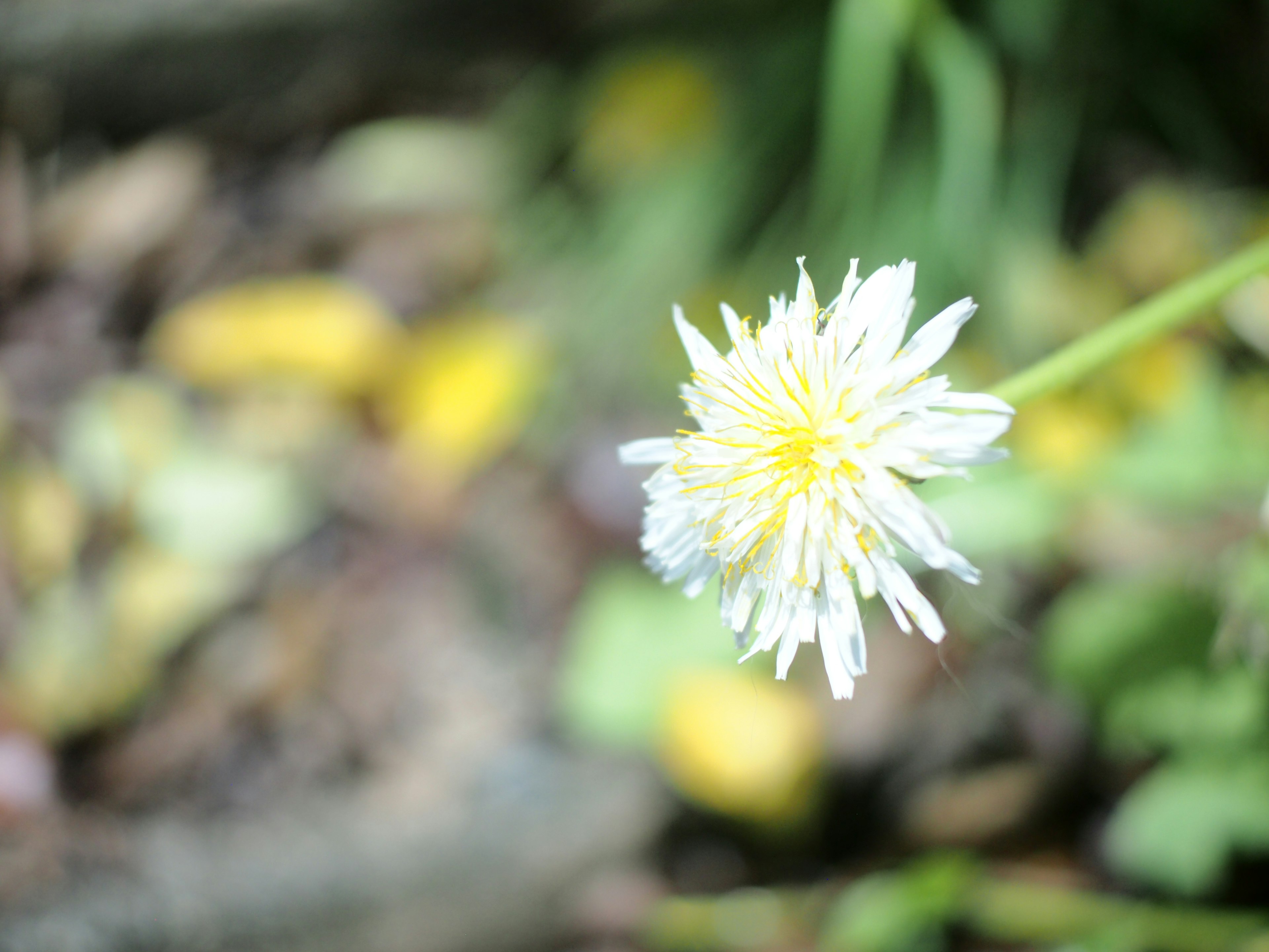 Gros plan d'une fleur blanche avec un centre jaune entourée de feuilles vertes et de feuilles tombées