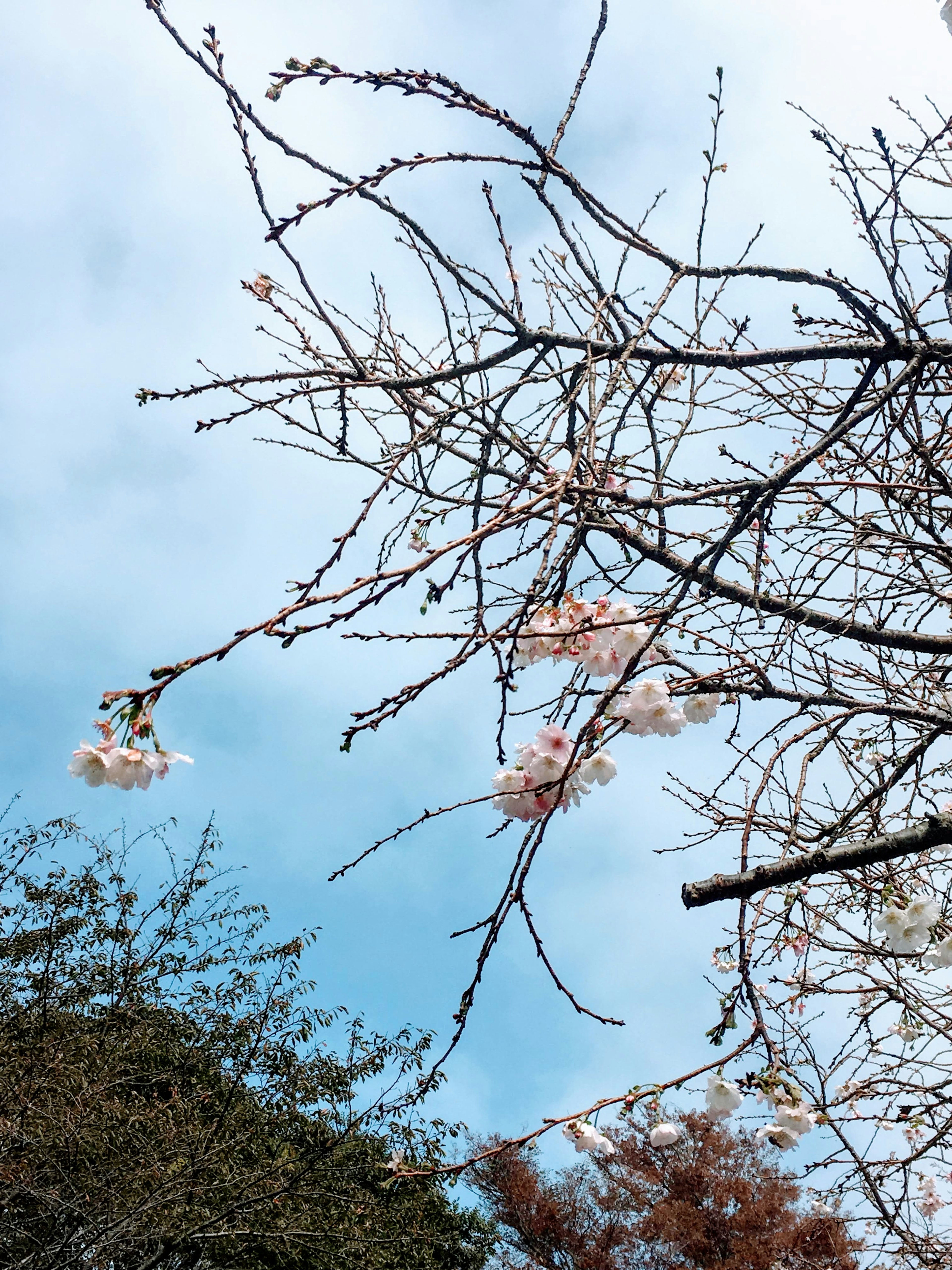 Rami di ciliegio con fiori rosa chiaro contro un cielo blu