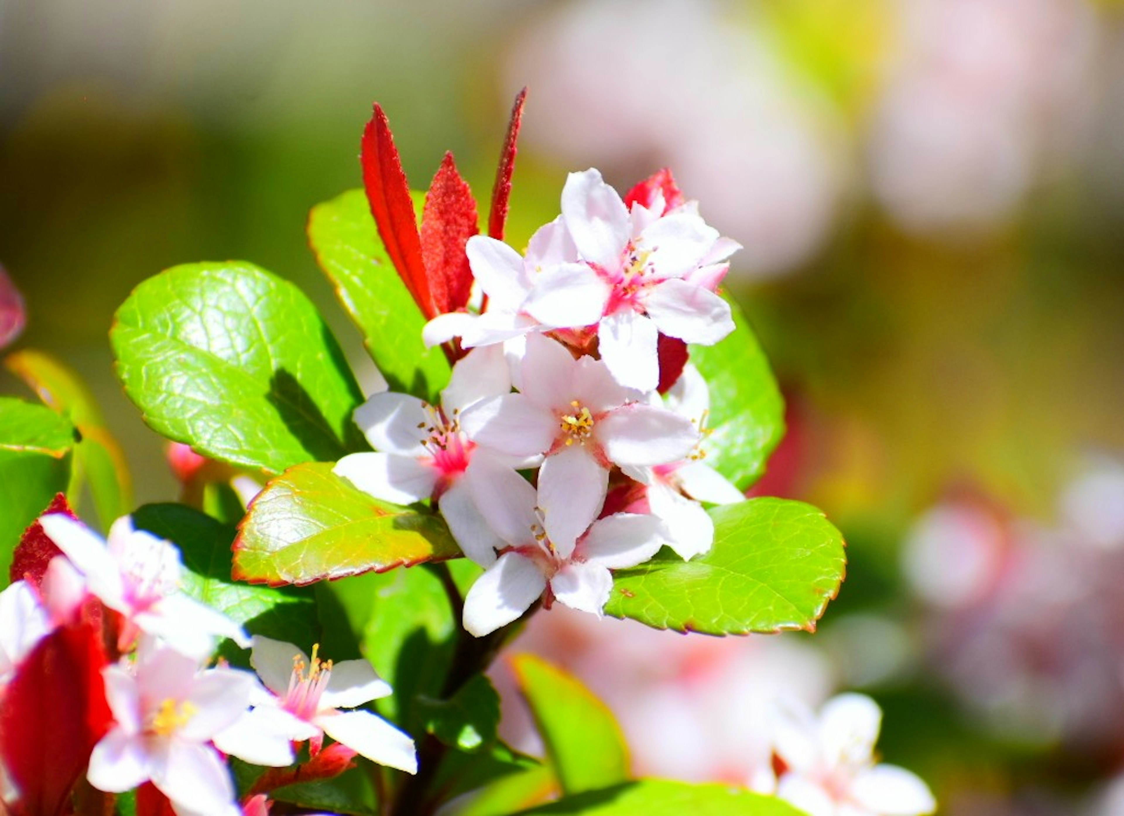 Nahaufnahme von lebhaften weißen Blumen und grünen Blättern einer Pflanze