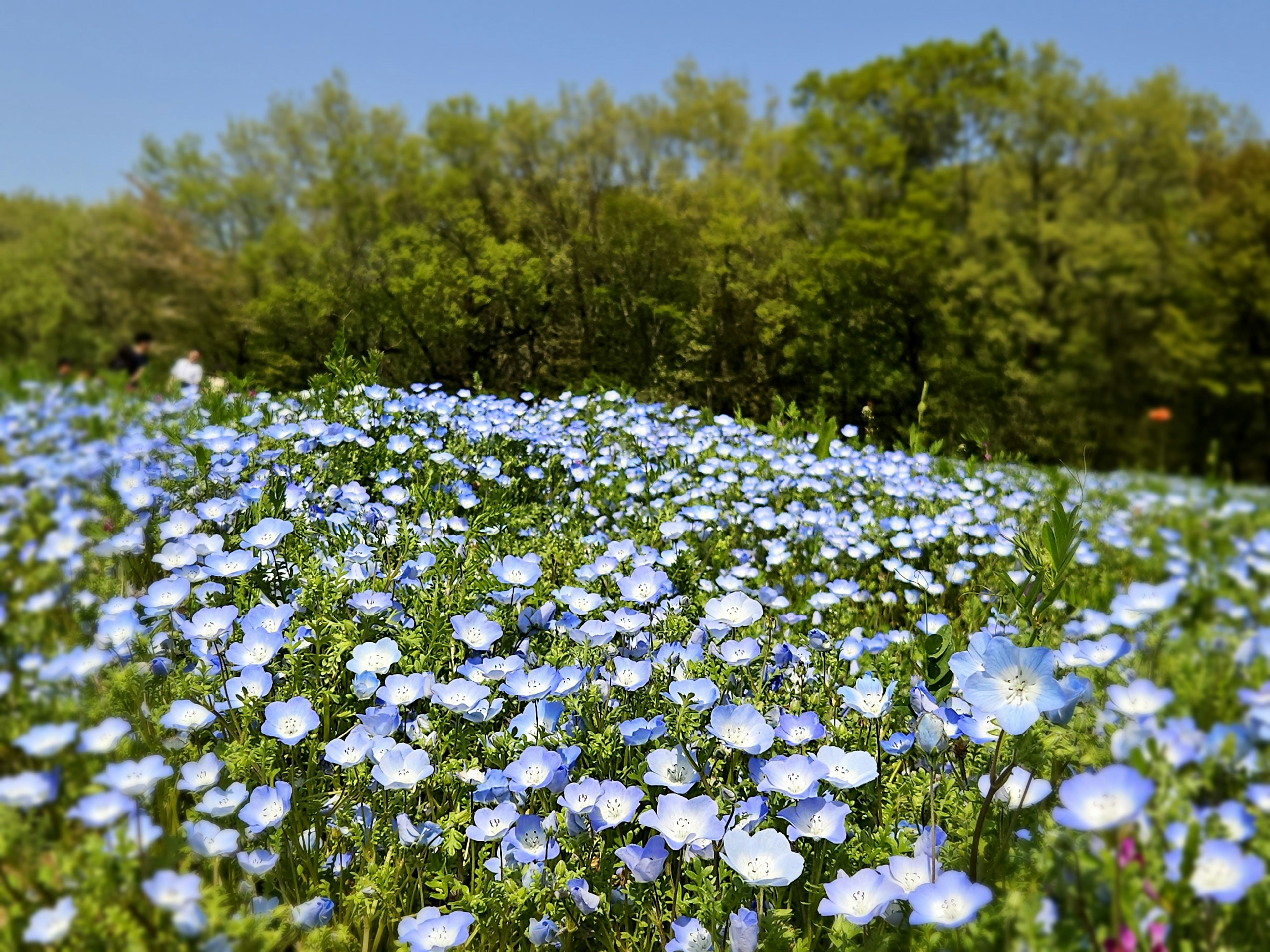 Un hermoso paisaje de un campo cubierto de flores azules en flor