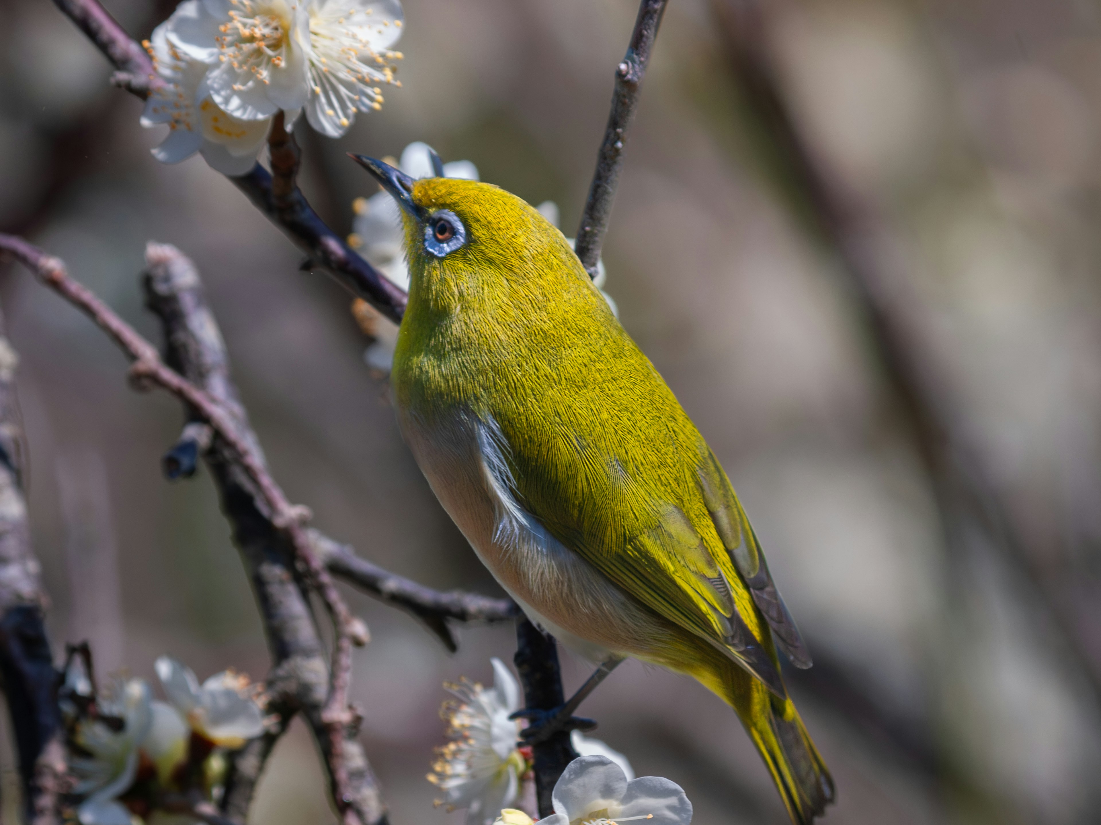 黄色い鳥が花の枝に止まっている様子