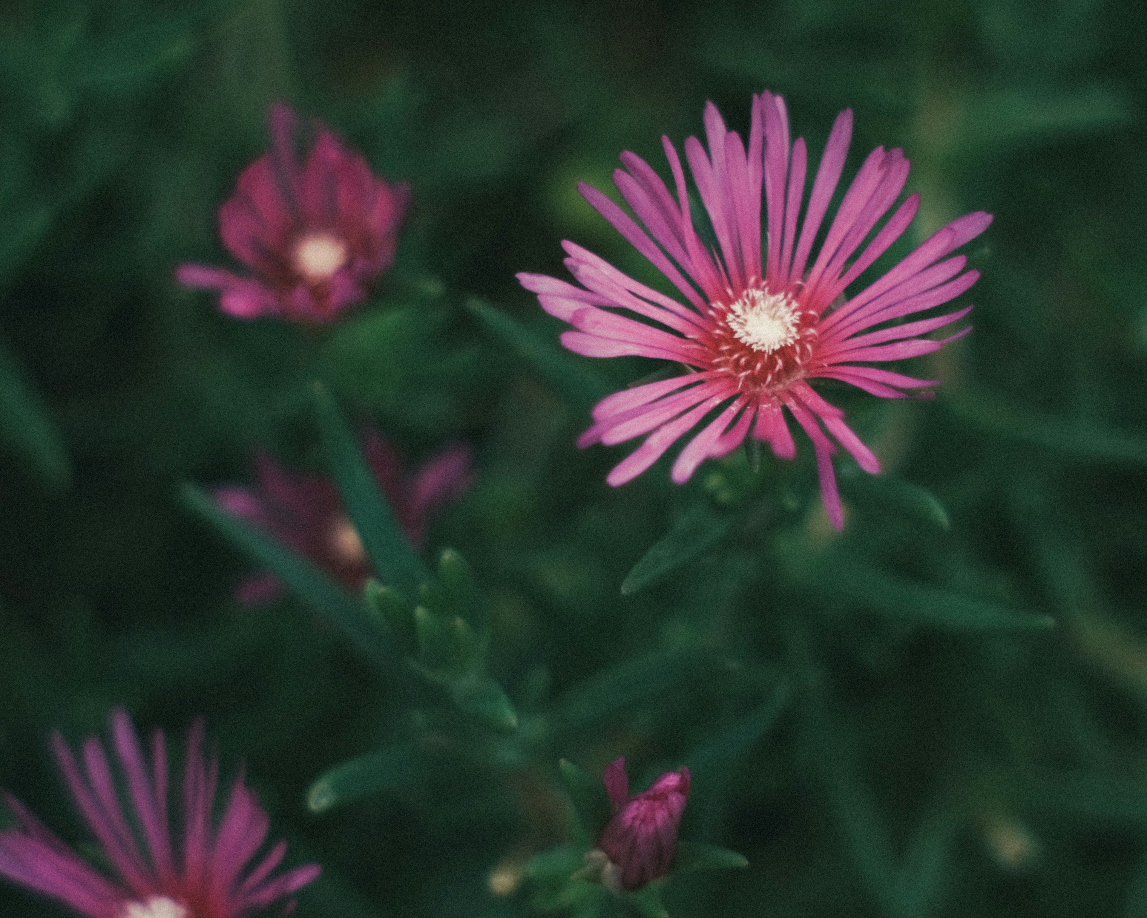 Bunga pink cerah dikelilingi daun hijau