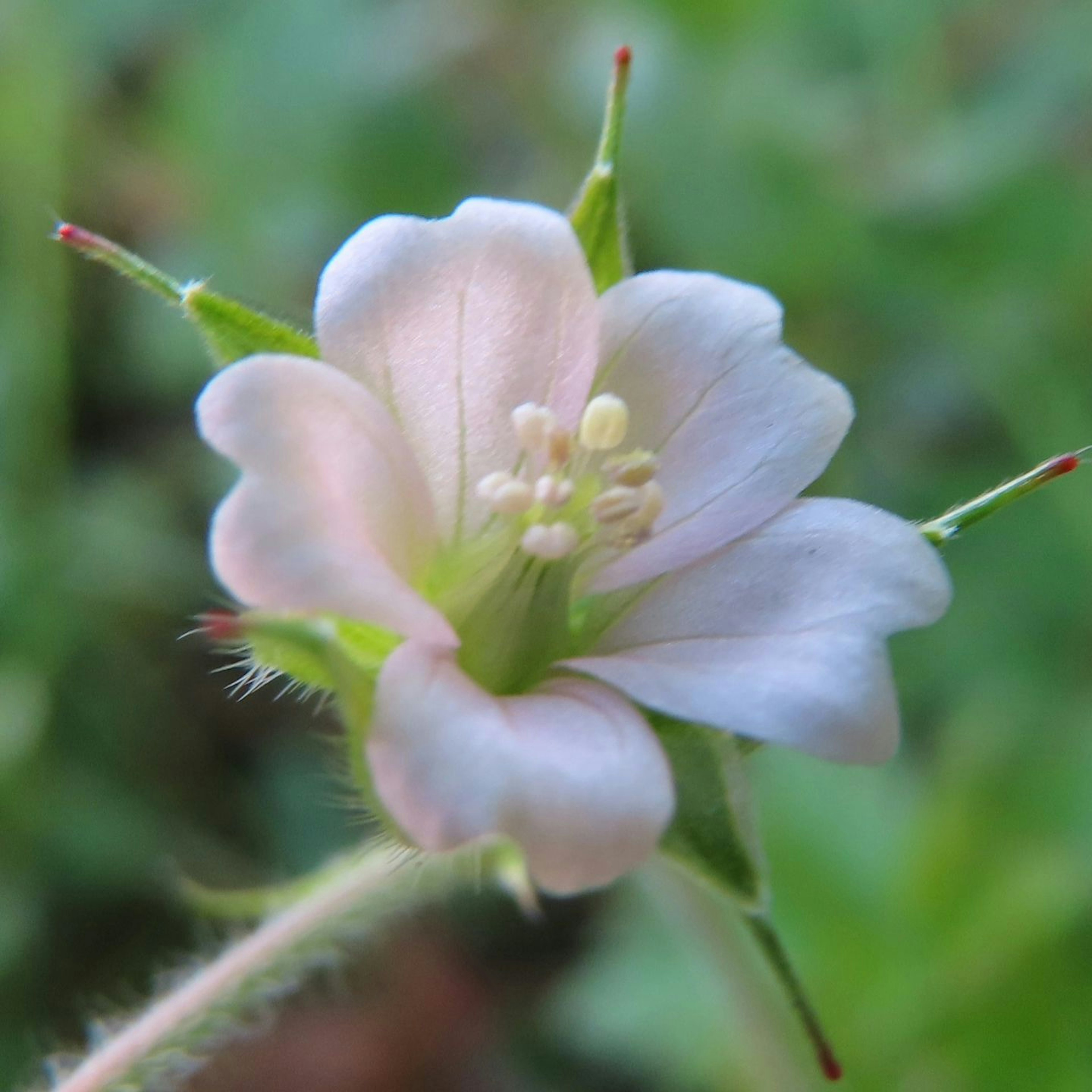 Acercamiento de una pequeña flor blanca con pétalos delicados y estambres sobre un fondo verde