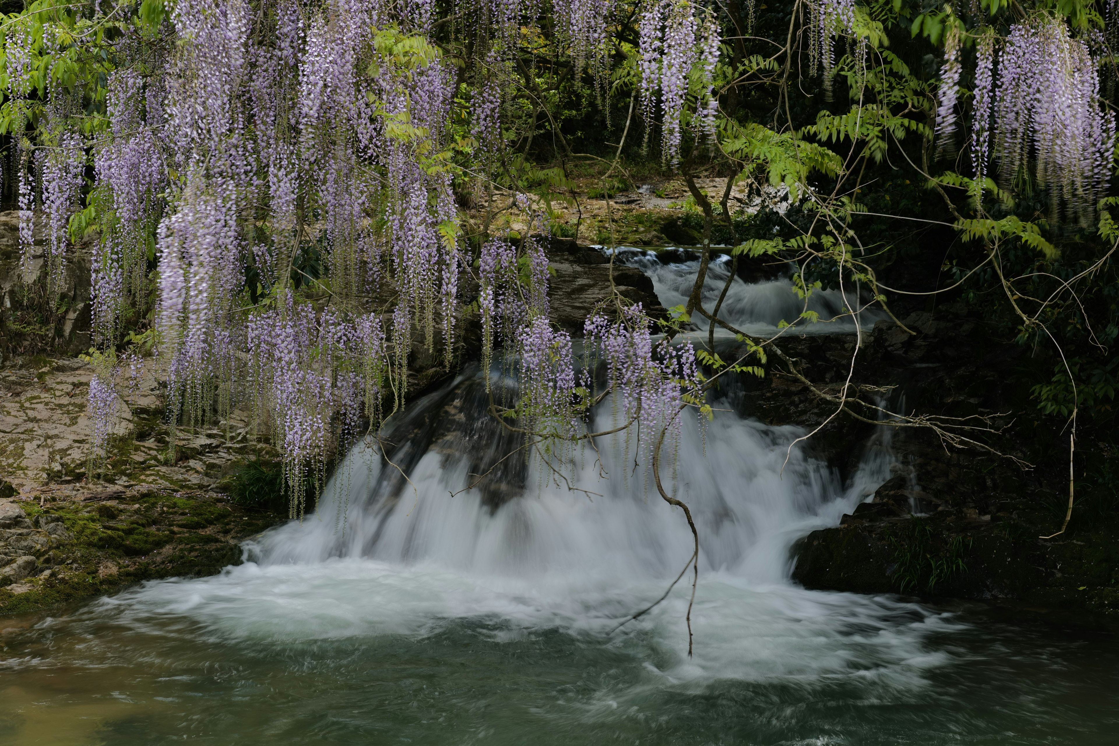 滝の近くに咲く藤の花が見える美しい風景