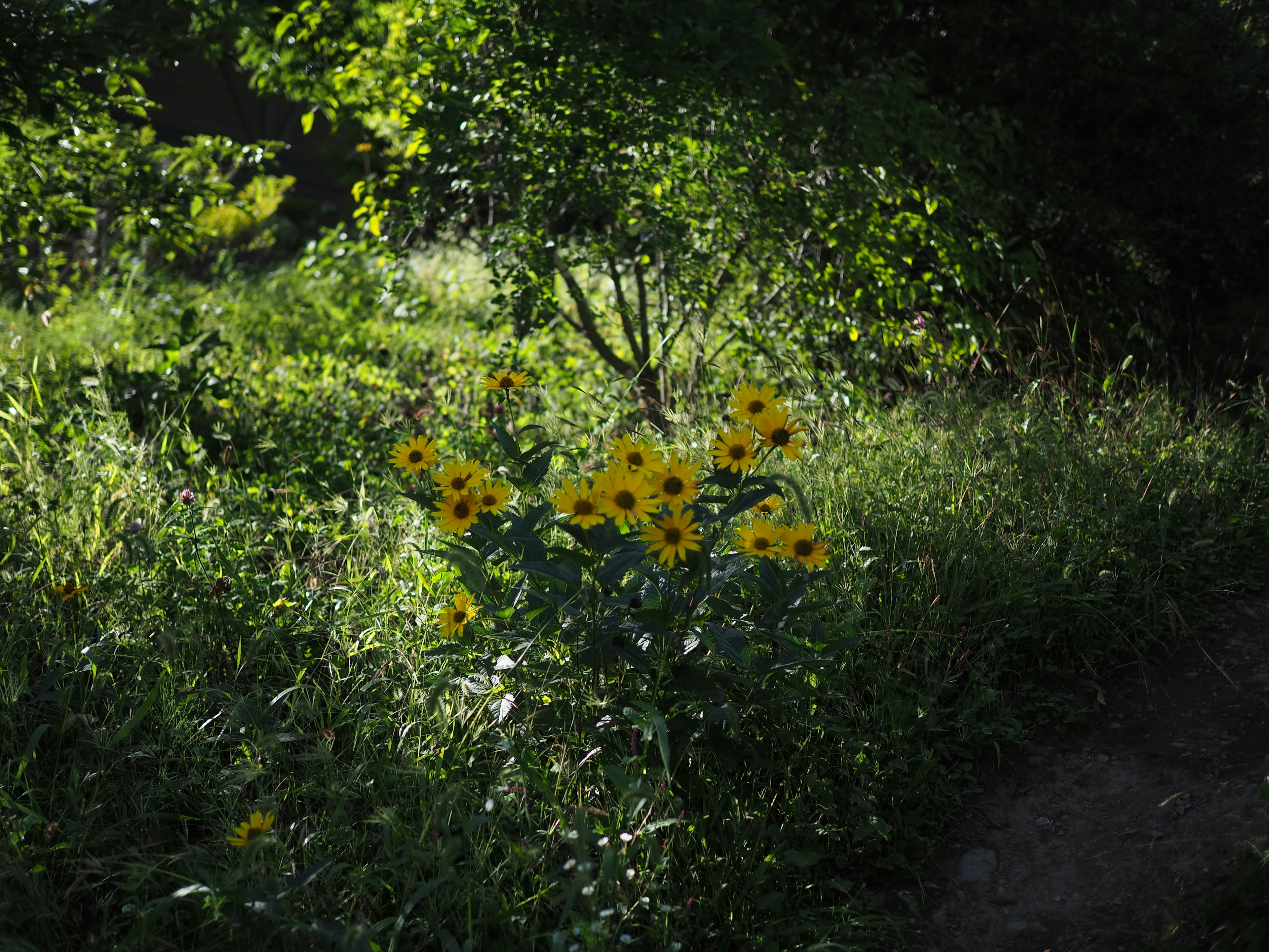 Cluster of yellow flowers surrounded by green foliage