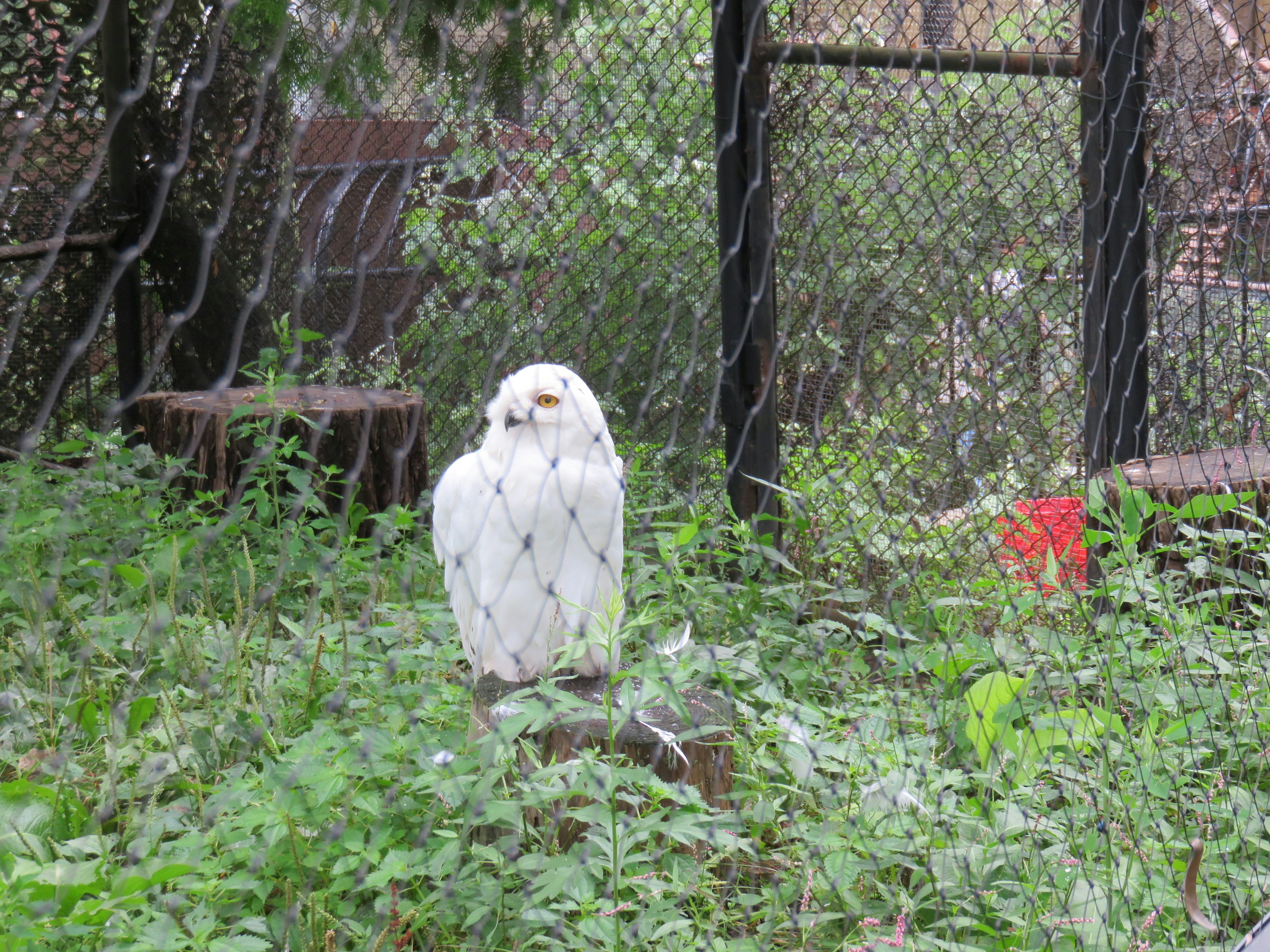 白いフクロウが草の中に立っている