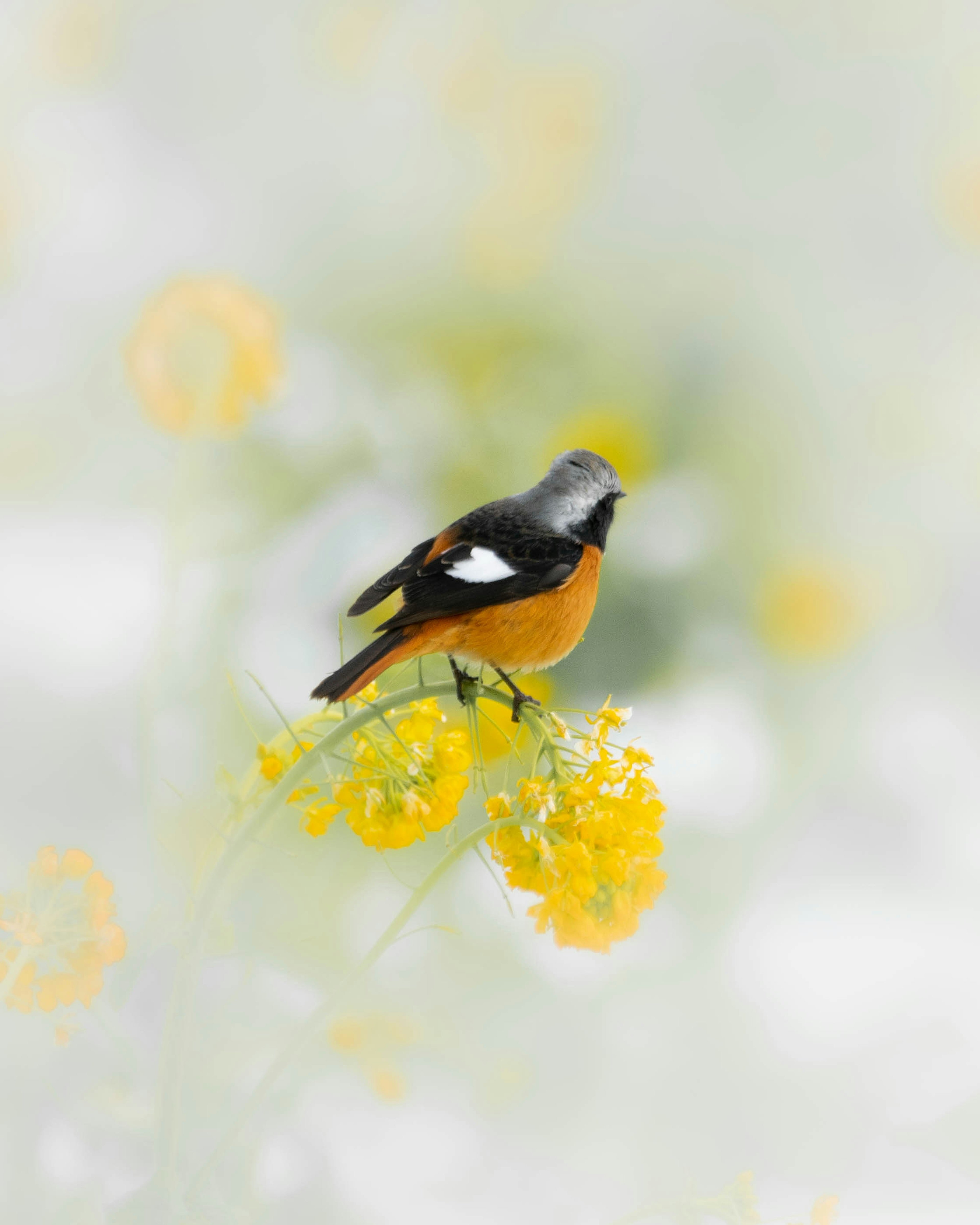 淡い背景に黄色い花とオレンジ色の鳥がいる美しい風景