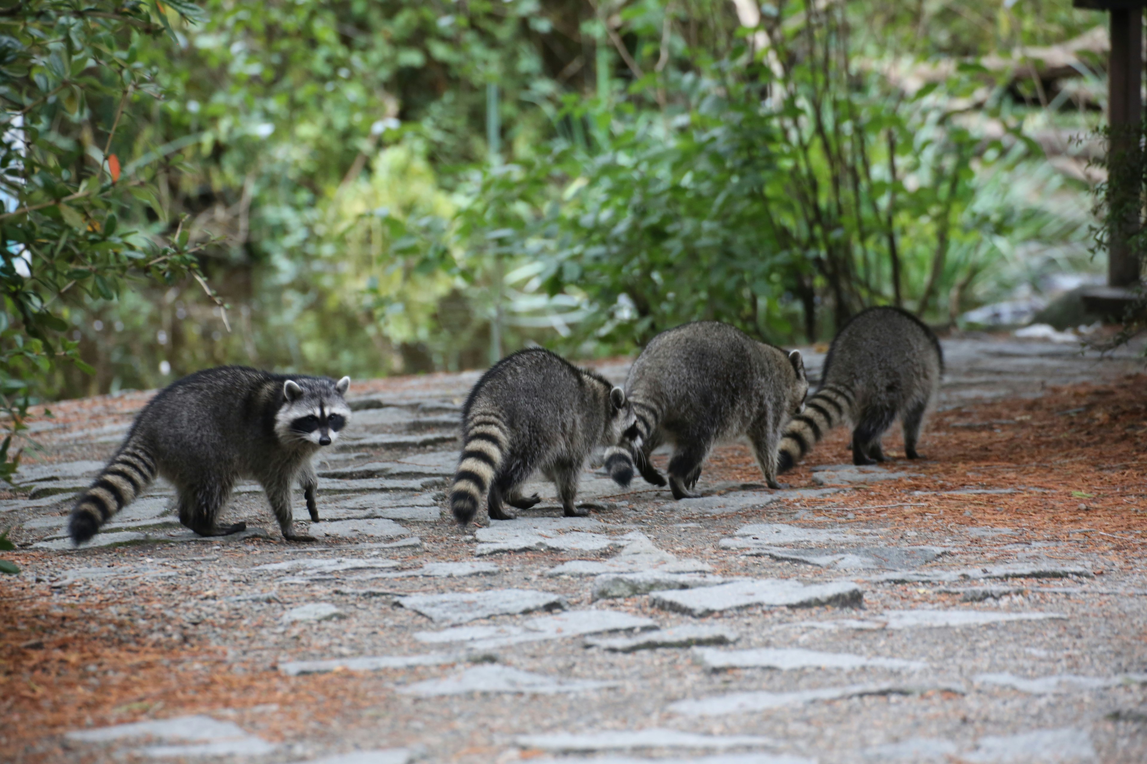 Cuatro mapaches caminando por un camino de piedra con un fondo verde