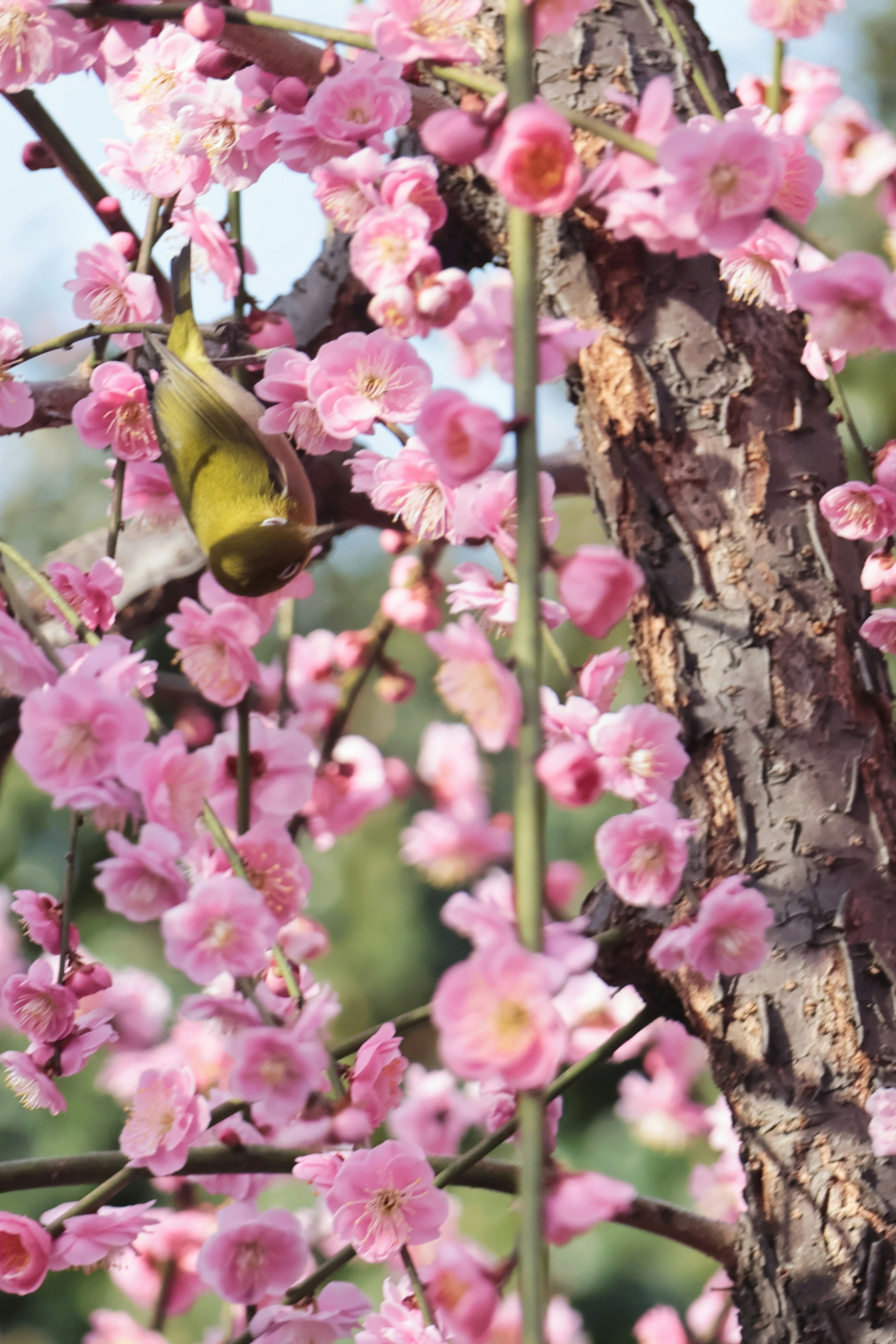 桜の花と緑の小鳥が木にとまっている春の景色