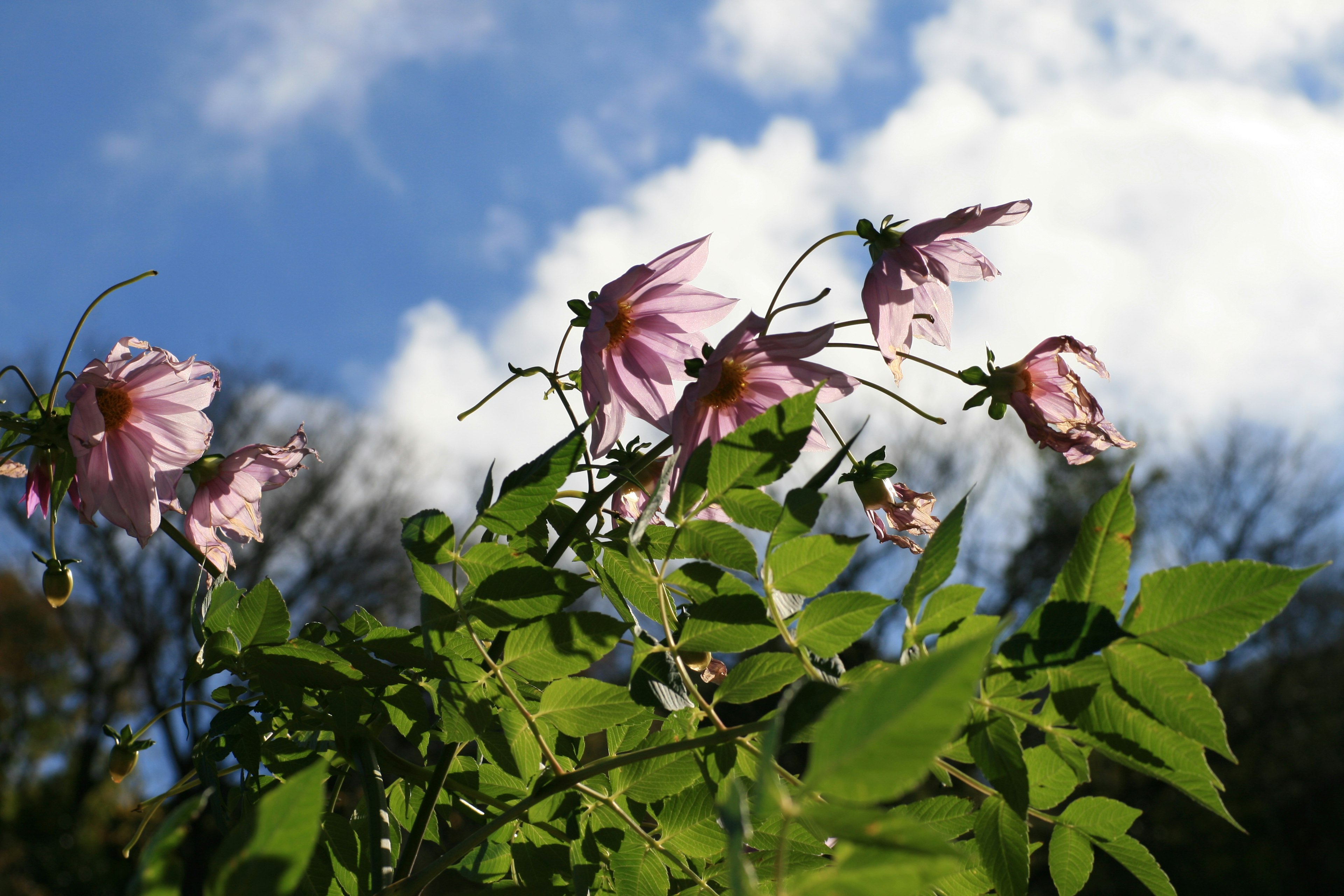 Pink flowers and green leaves against a blue sky with white clouds