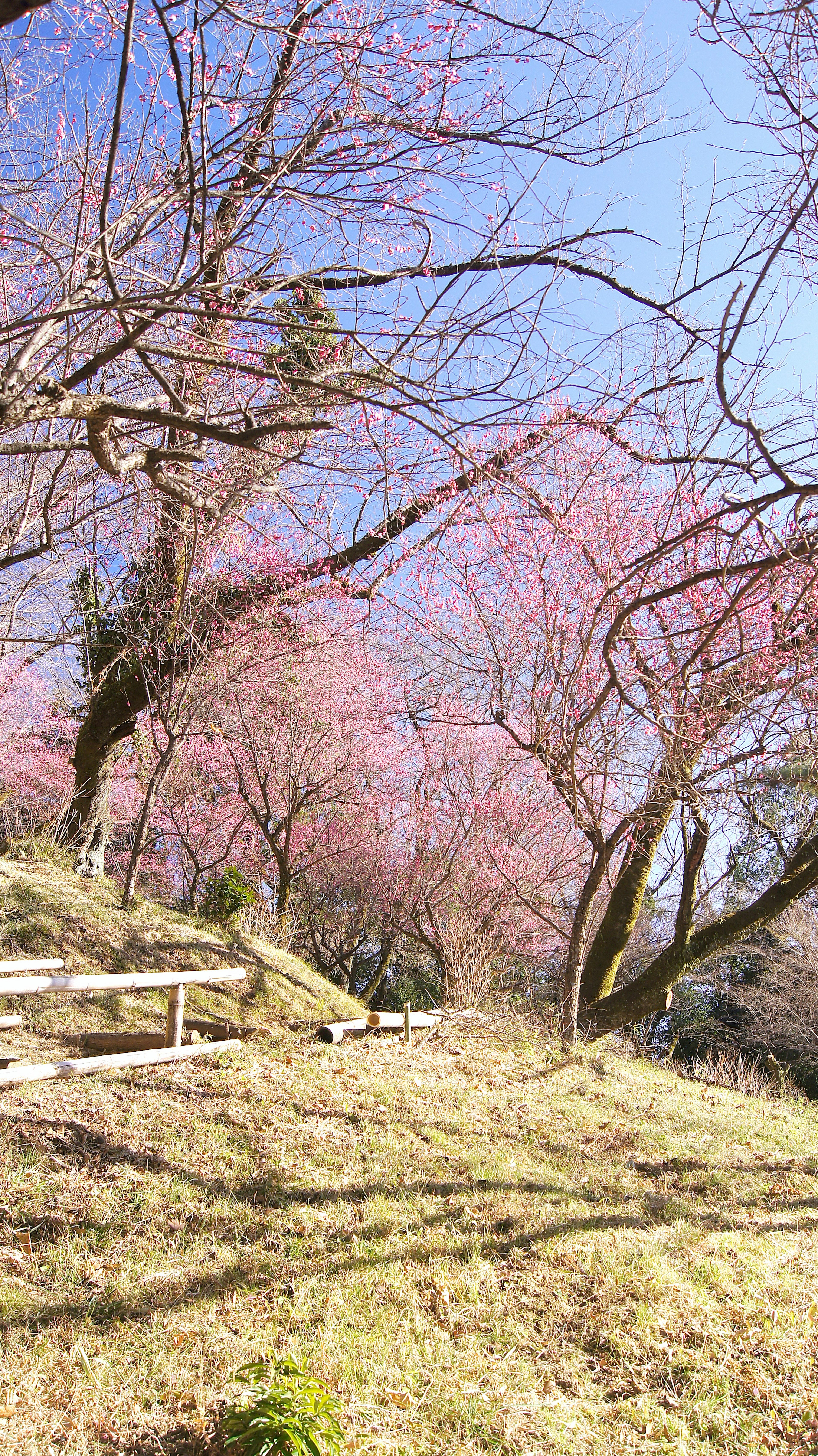 寧靜的櫻花盛開風景