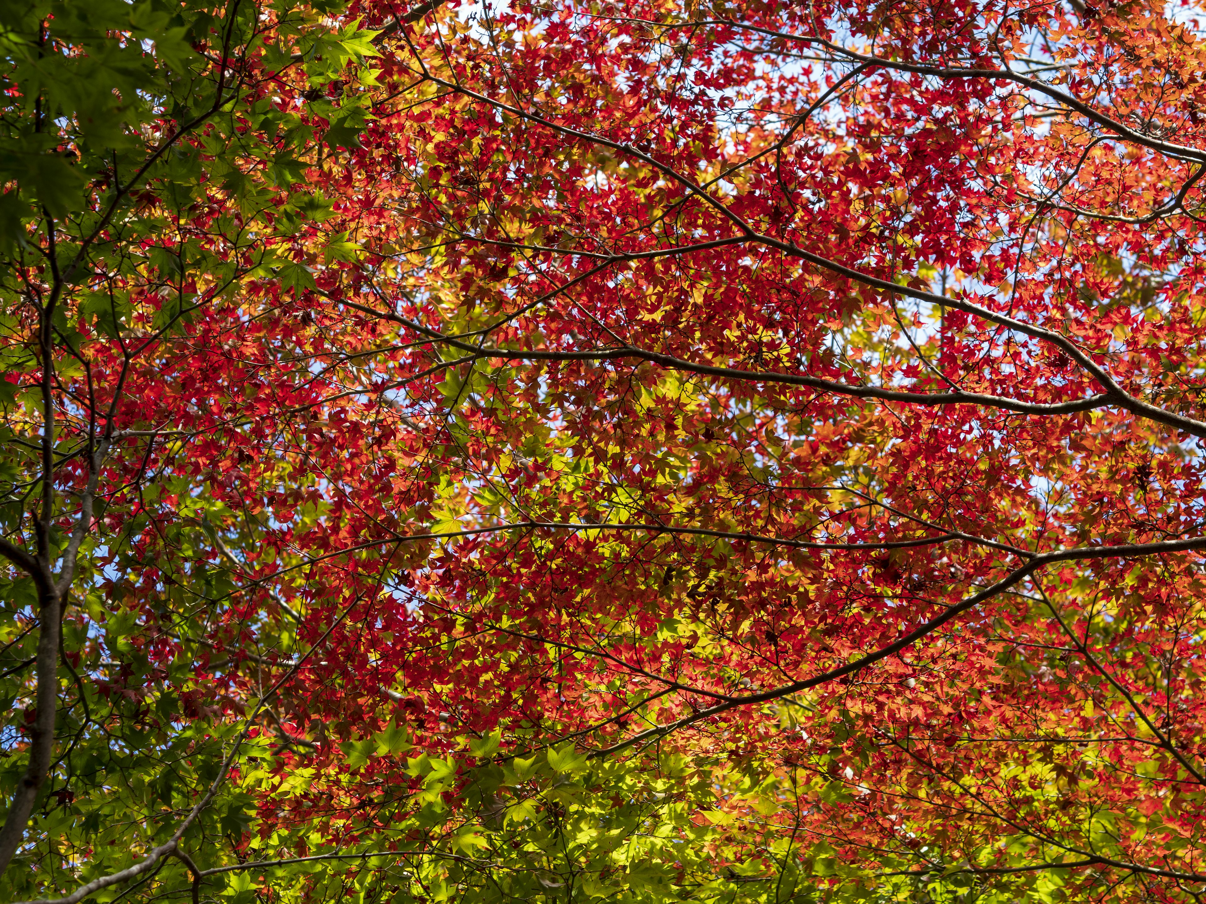 Vibrant red and yellow autumn leaves against a clear blue sky