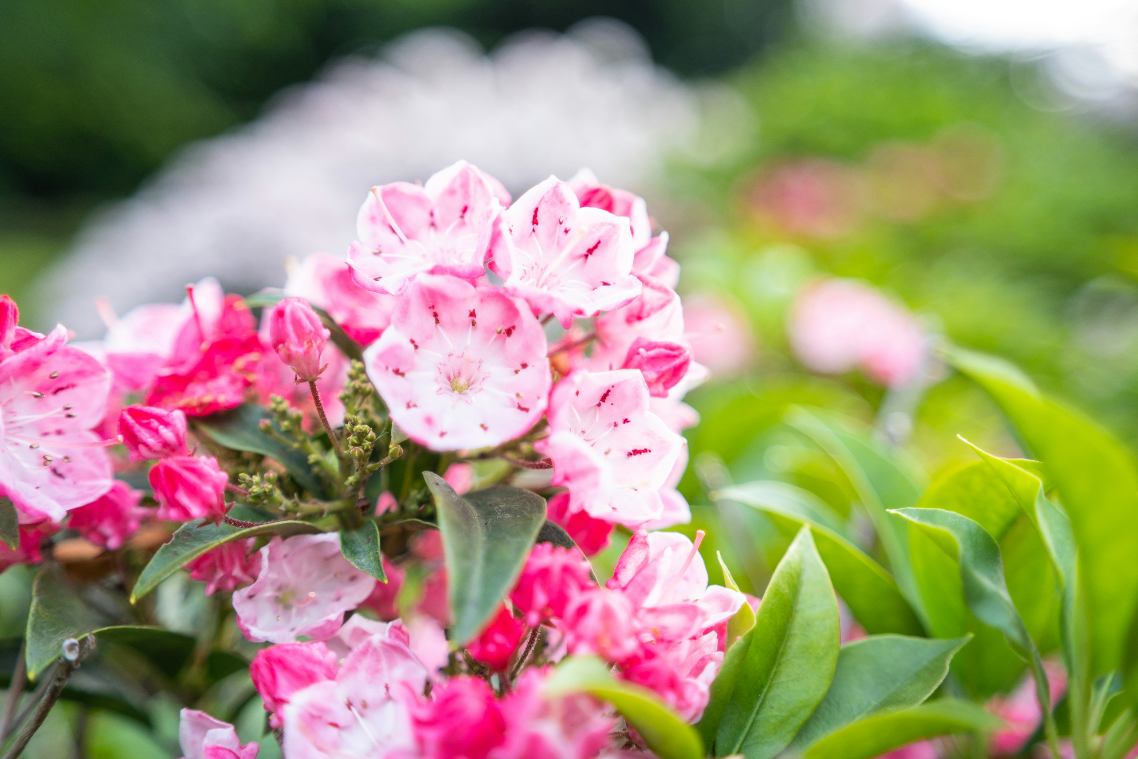 Nahaufnahme von rosa Blumen und grünen Blättern