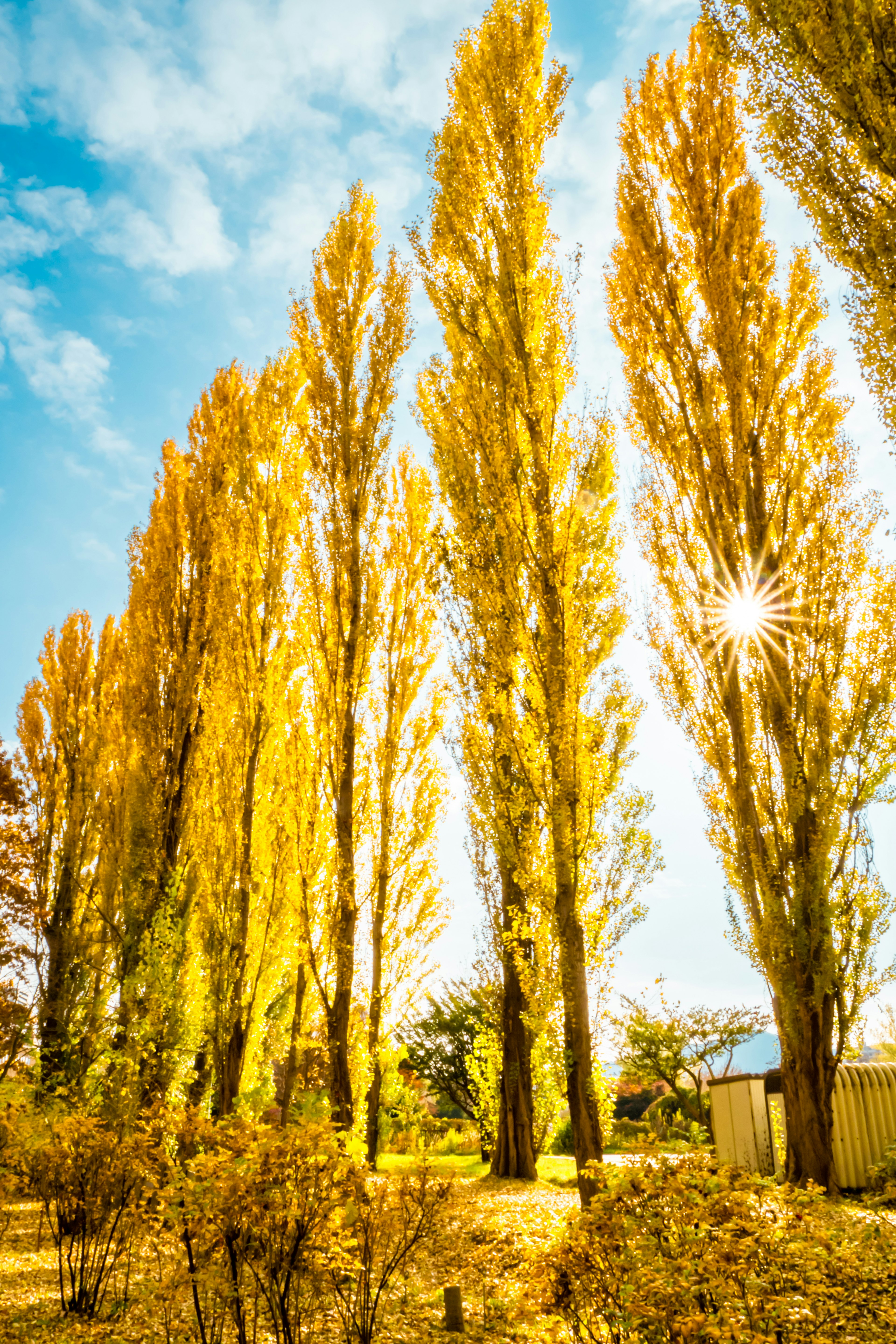 Pohon poplar tinggi berwarna emas di lanskap cerah dengan langit biru yang cerah