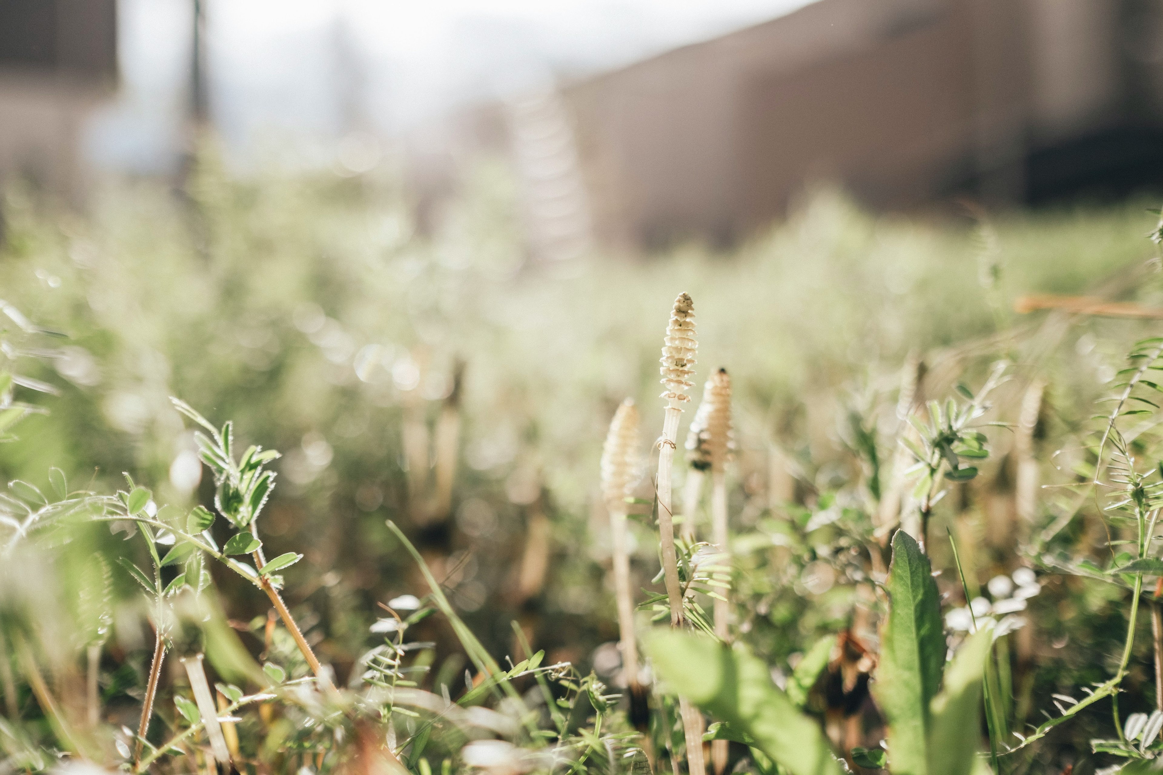 Nahaufnahme von grünem Gras und kleinen Pflanzen auf einem Feld