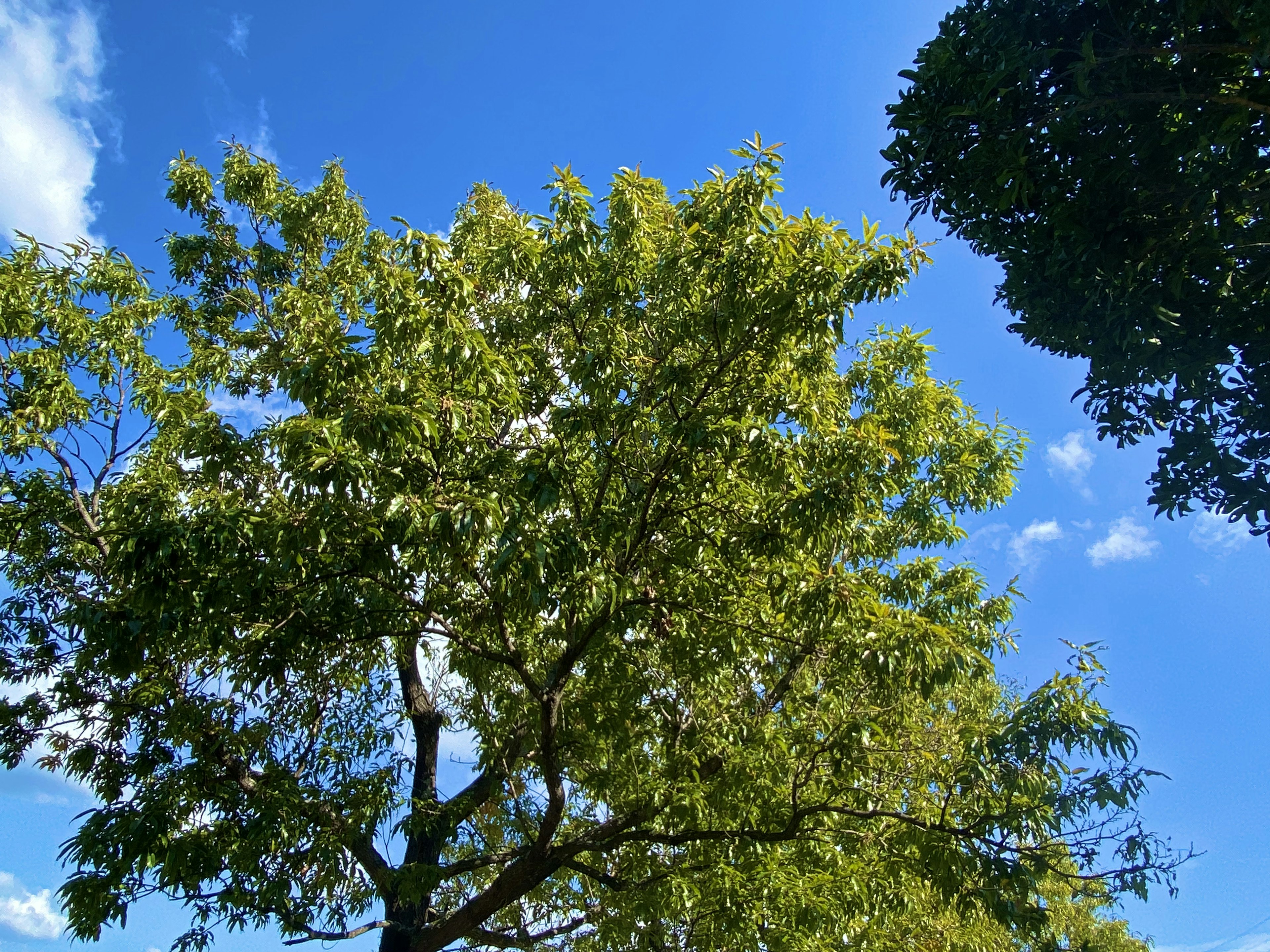 青空の下に広がる緑の木の葉