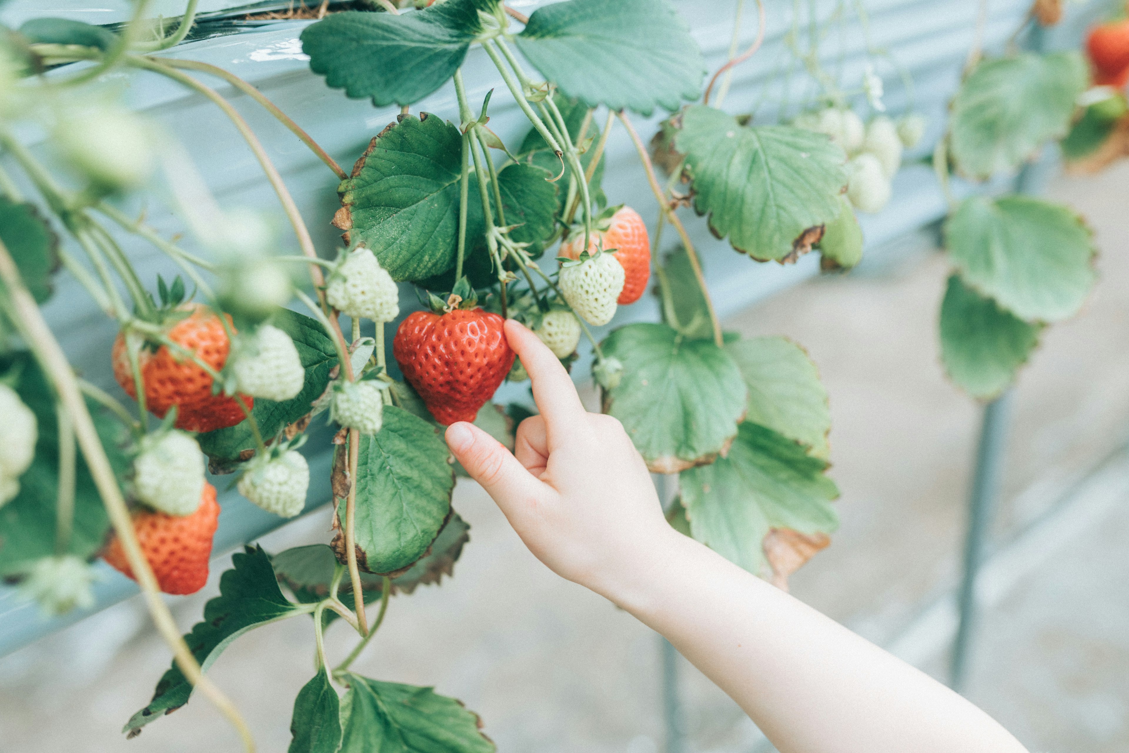 Una mano che raggiunge una fragola matura tra le foglie verdi lussureggianti