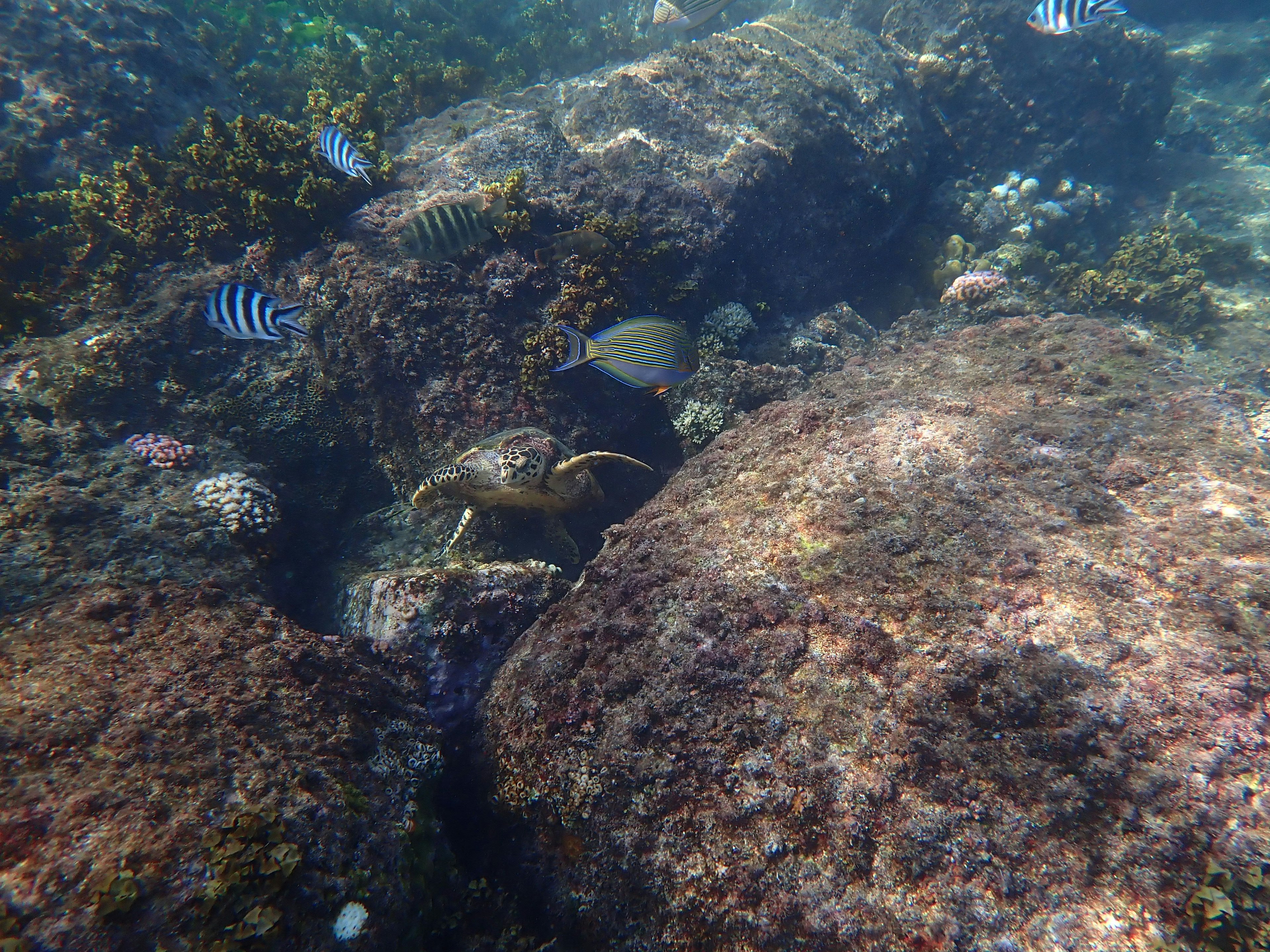 海底の岩と魚の群れが見える水中の景色