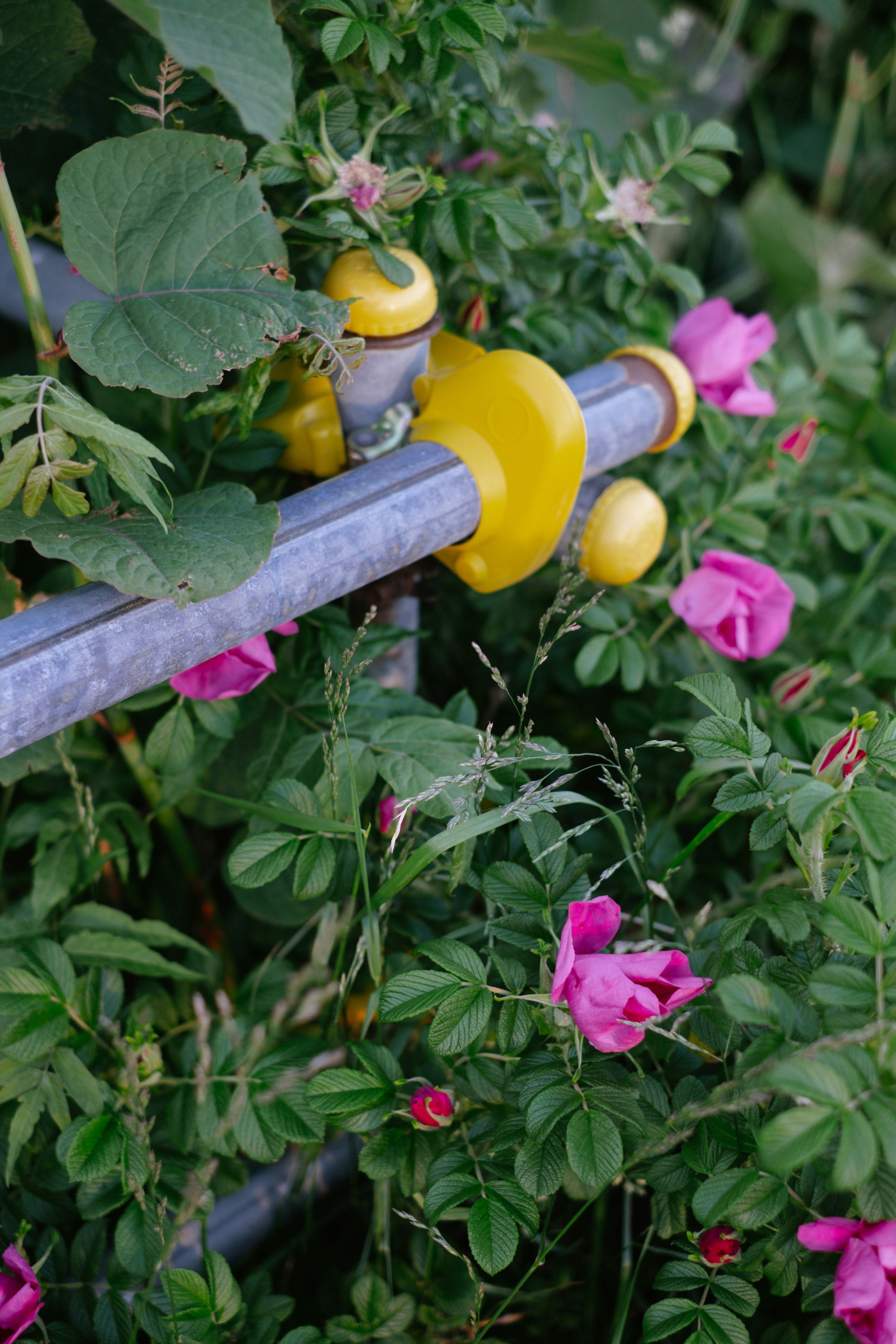 Tubería amarilla entrelazada con flores de rosa rosa