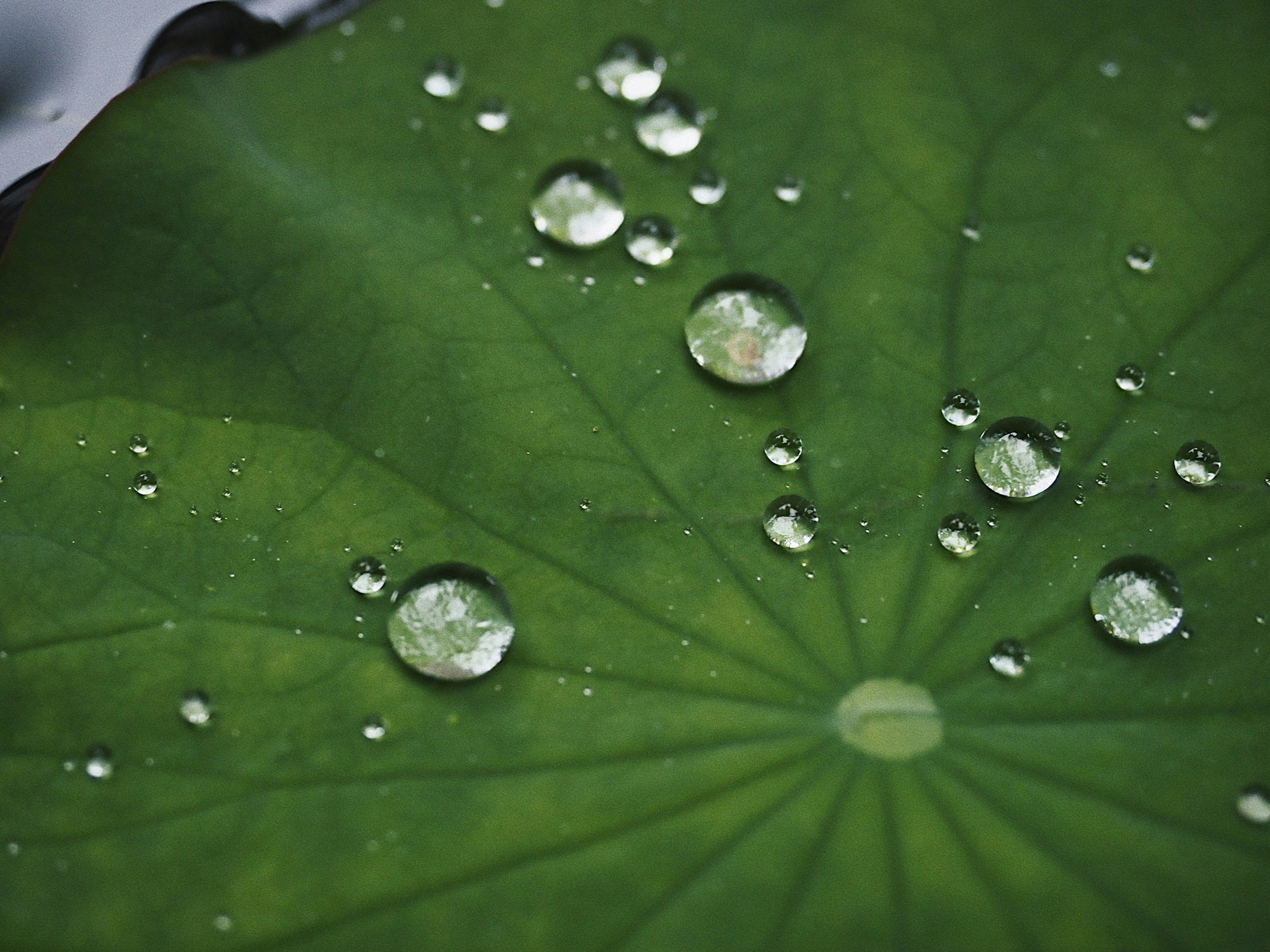 Acercamiento de una hoja verde con gotas de agua