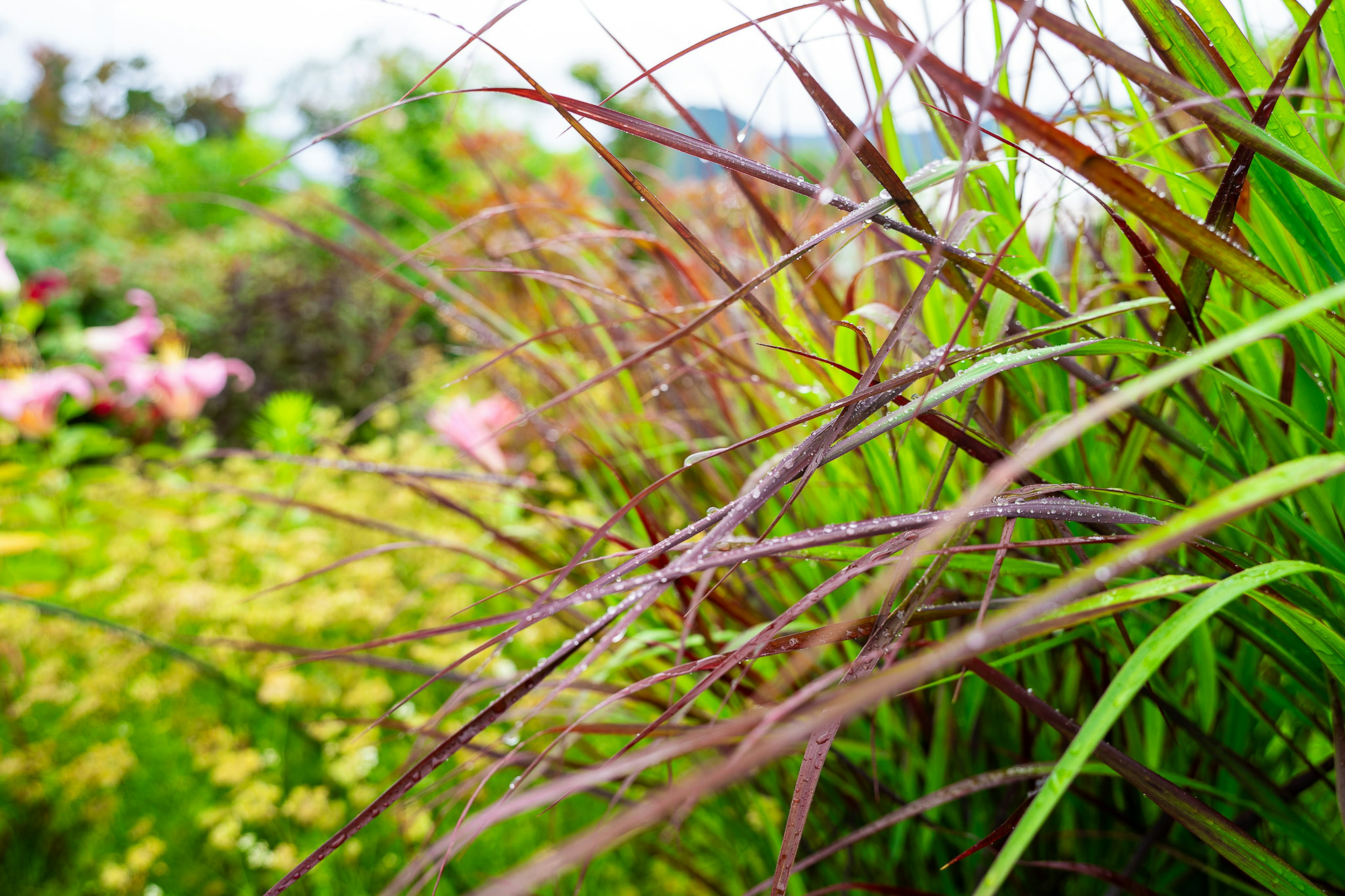 Kedekatan rumput dan bunga berwarna-warni di taman yang indah