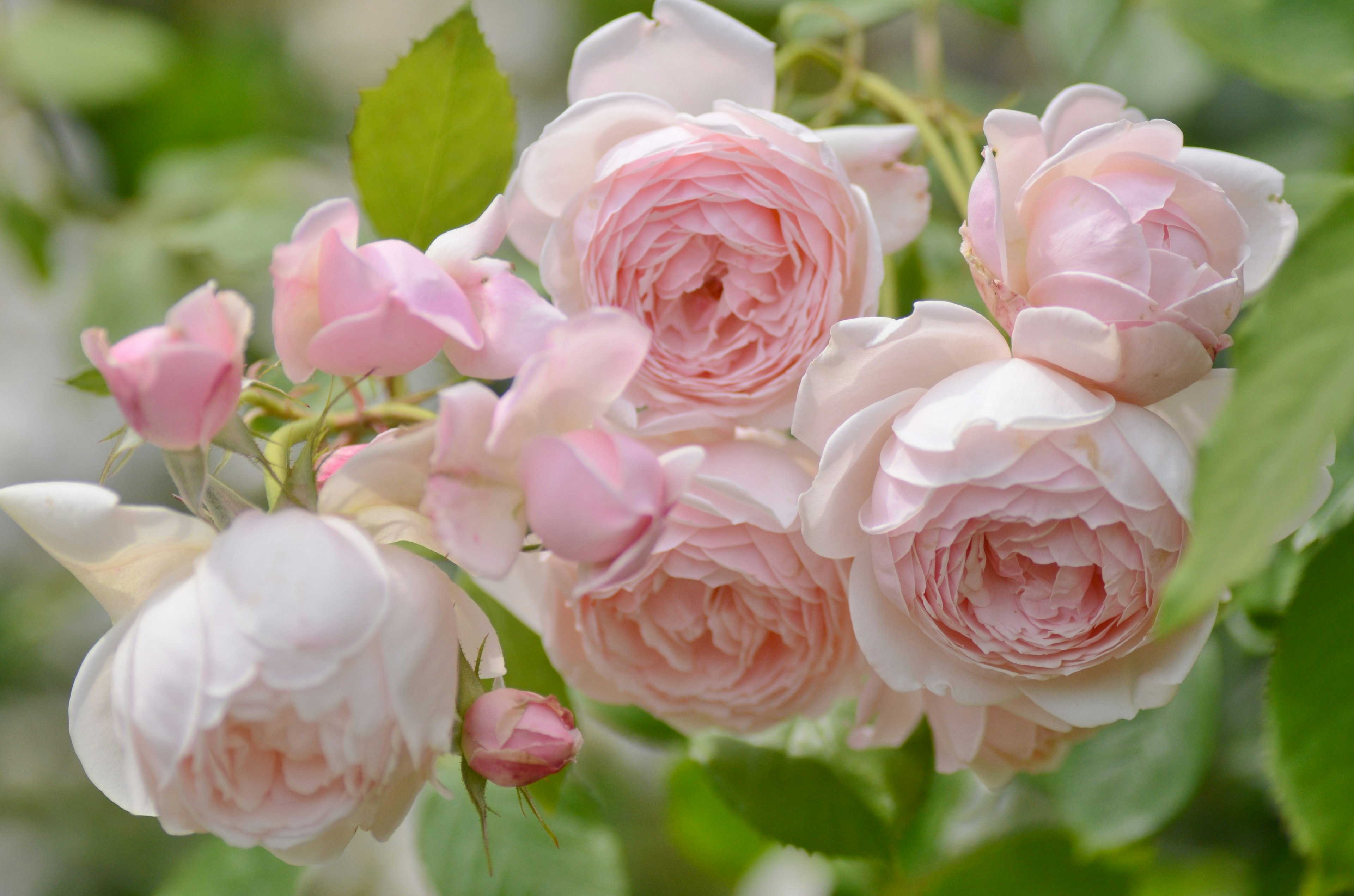 Ramo di rose rosa chiaro in fiore