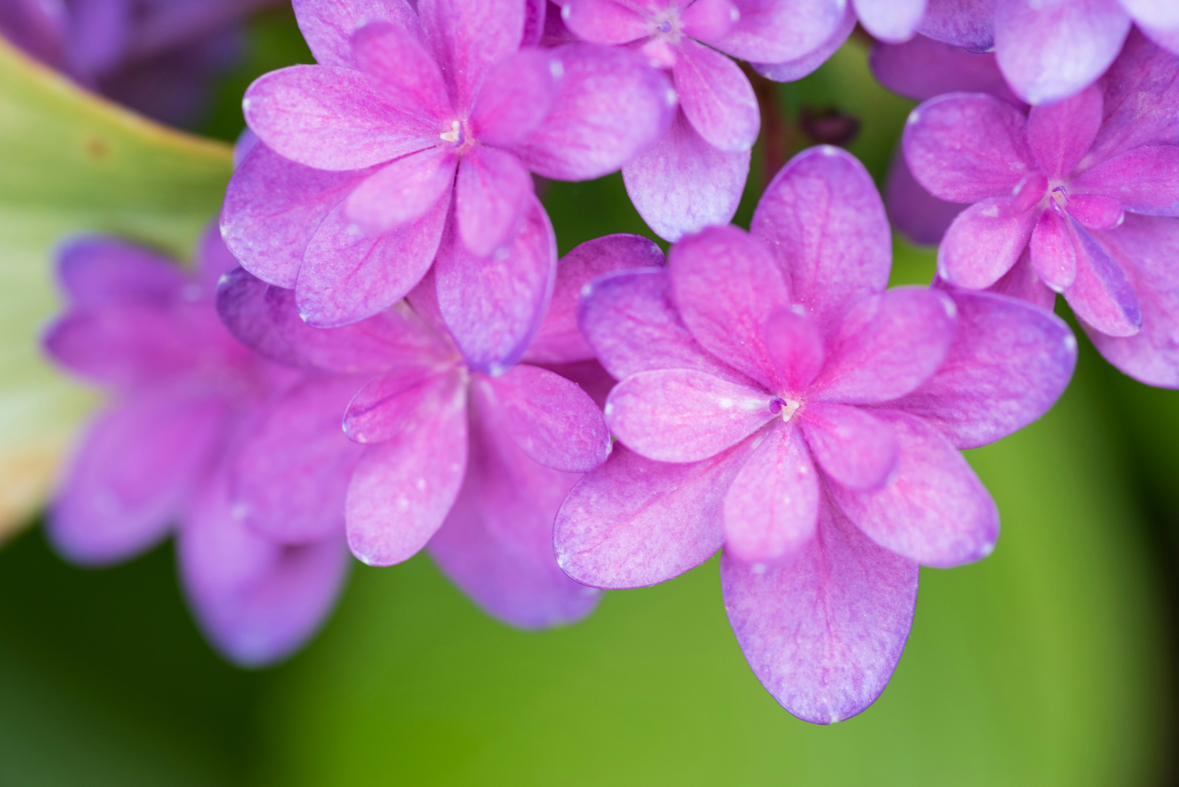 Primer plano vibrante de pequeñas flores moradas con hojas verdes