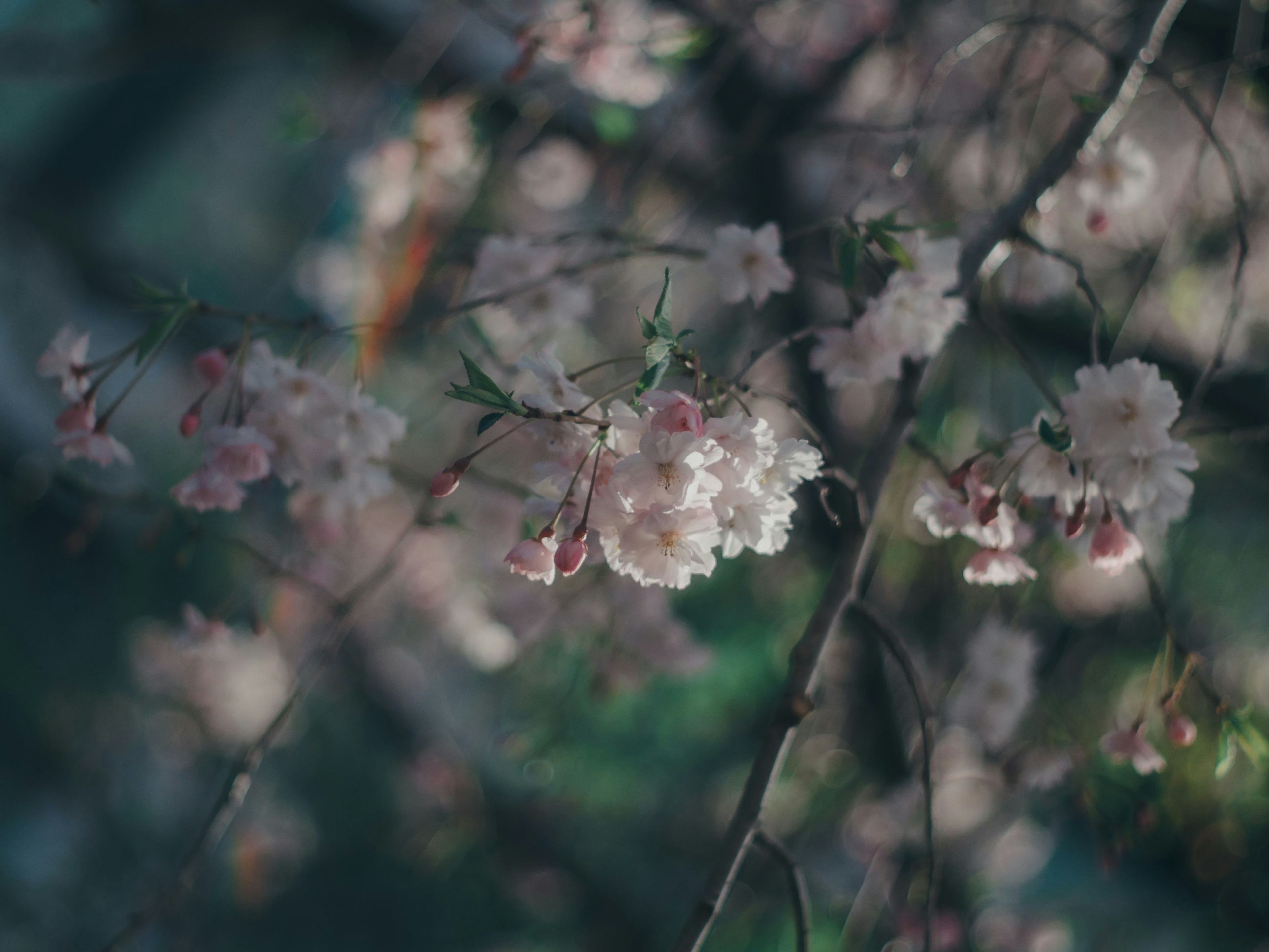 桜の花が咲いている枝のクローズアップ柔らかいピンク色の花びらとぼんやりした背景