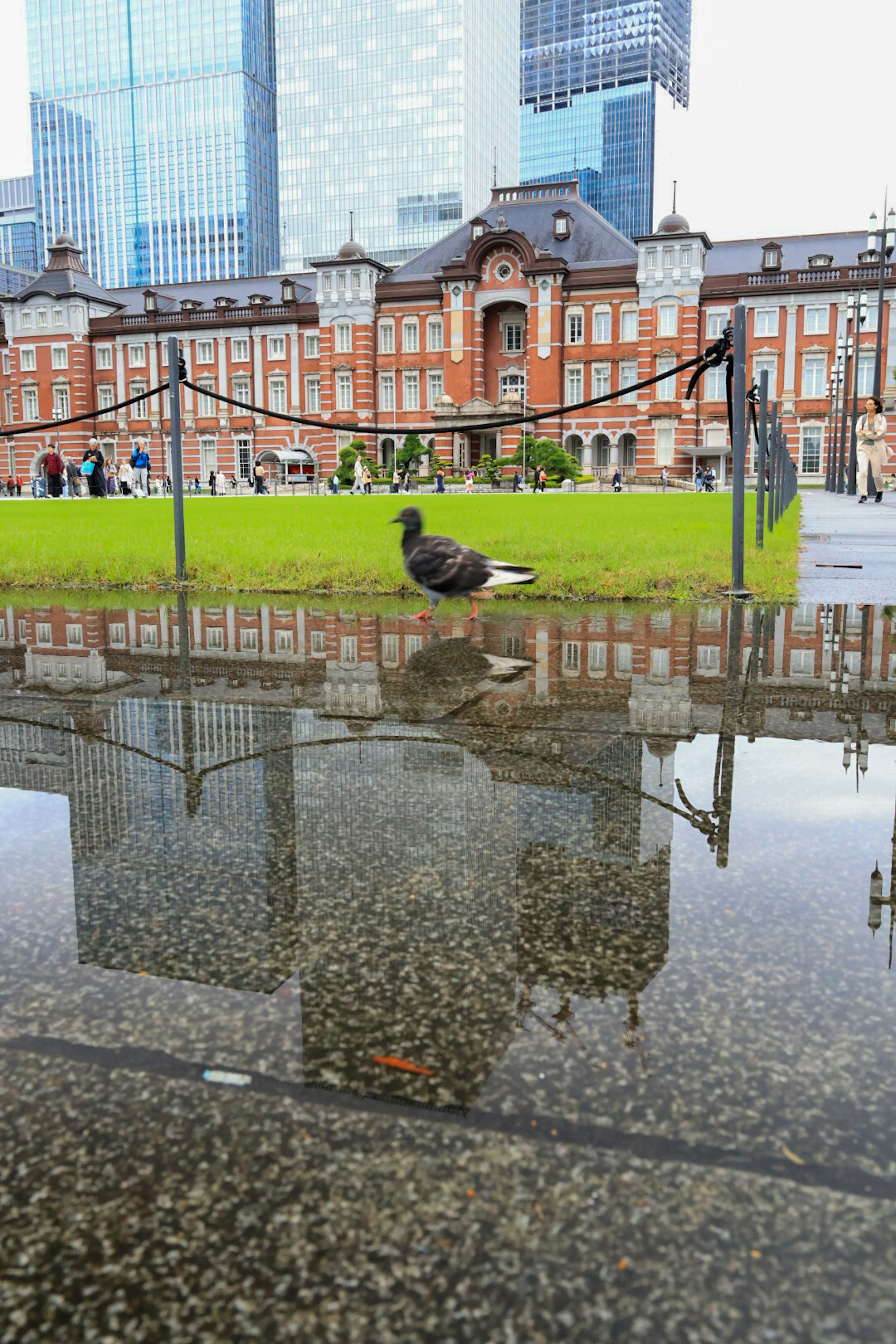 A pigeon in front of Tokyo Station with its reflection in a puddle