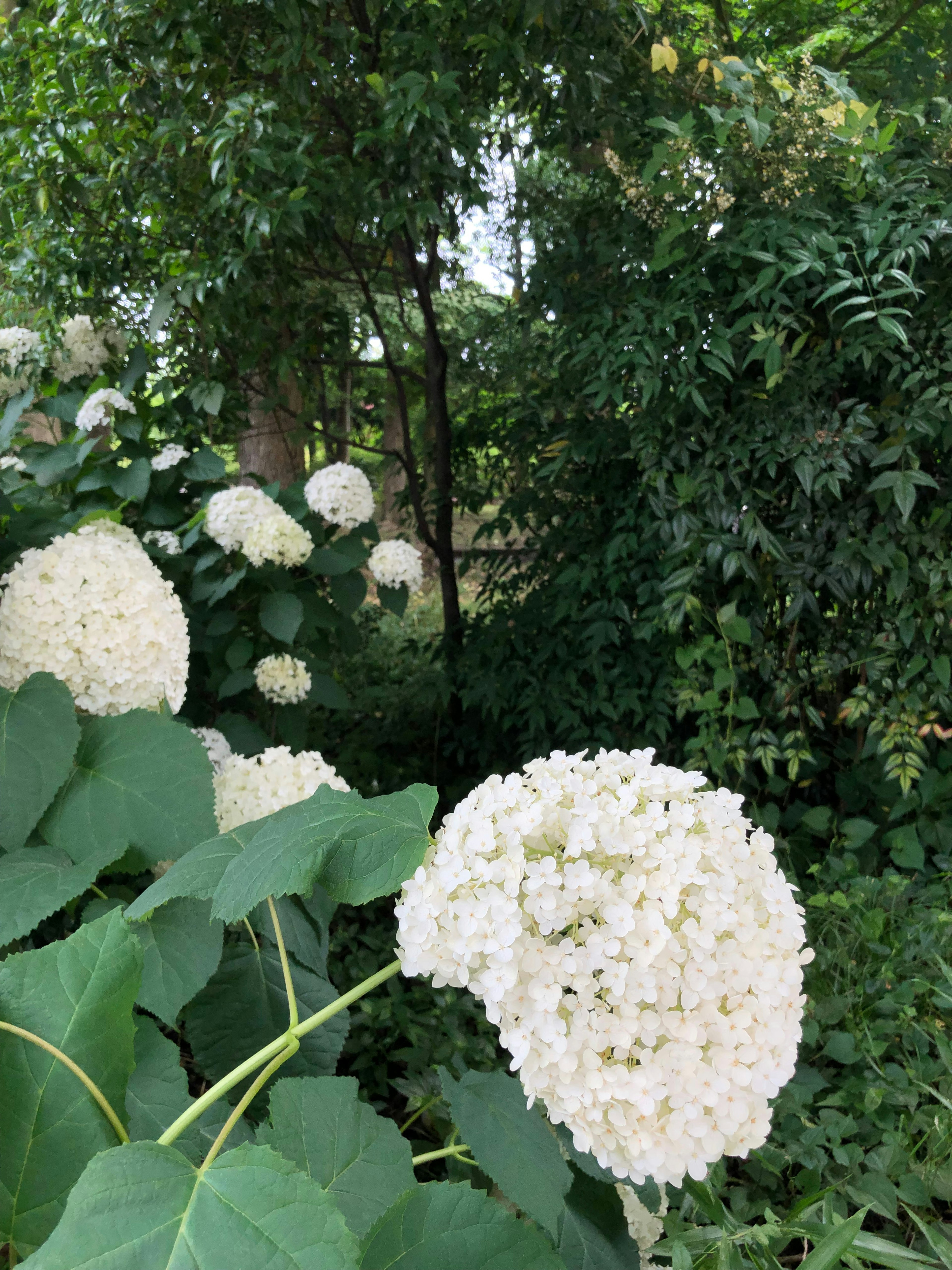 A lush garden scene featuring blooming white hydrangeas