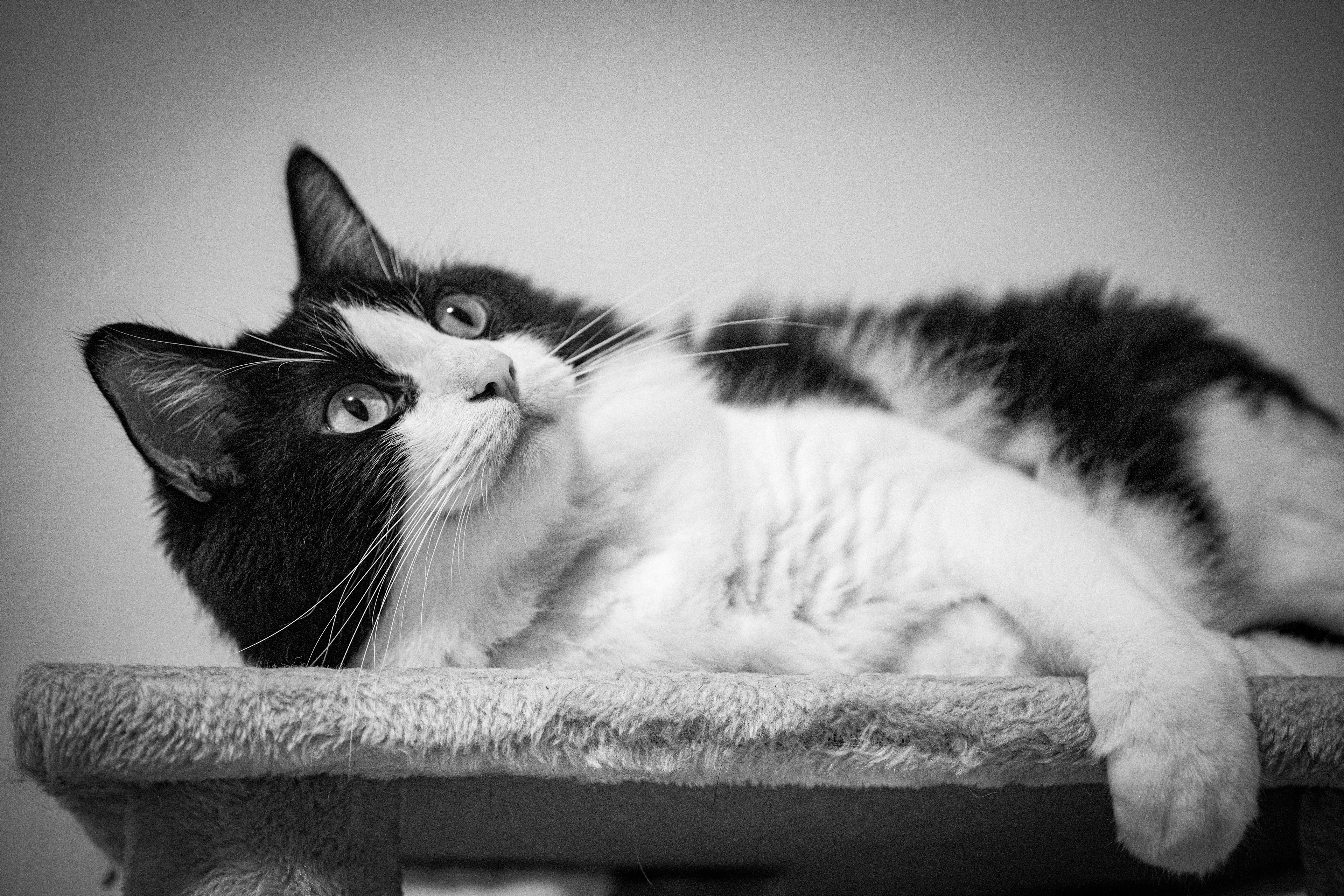 Chat noir et blanc allongé sur un arbre à chat regardant en haut