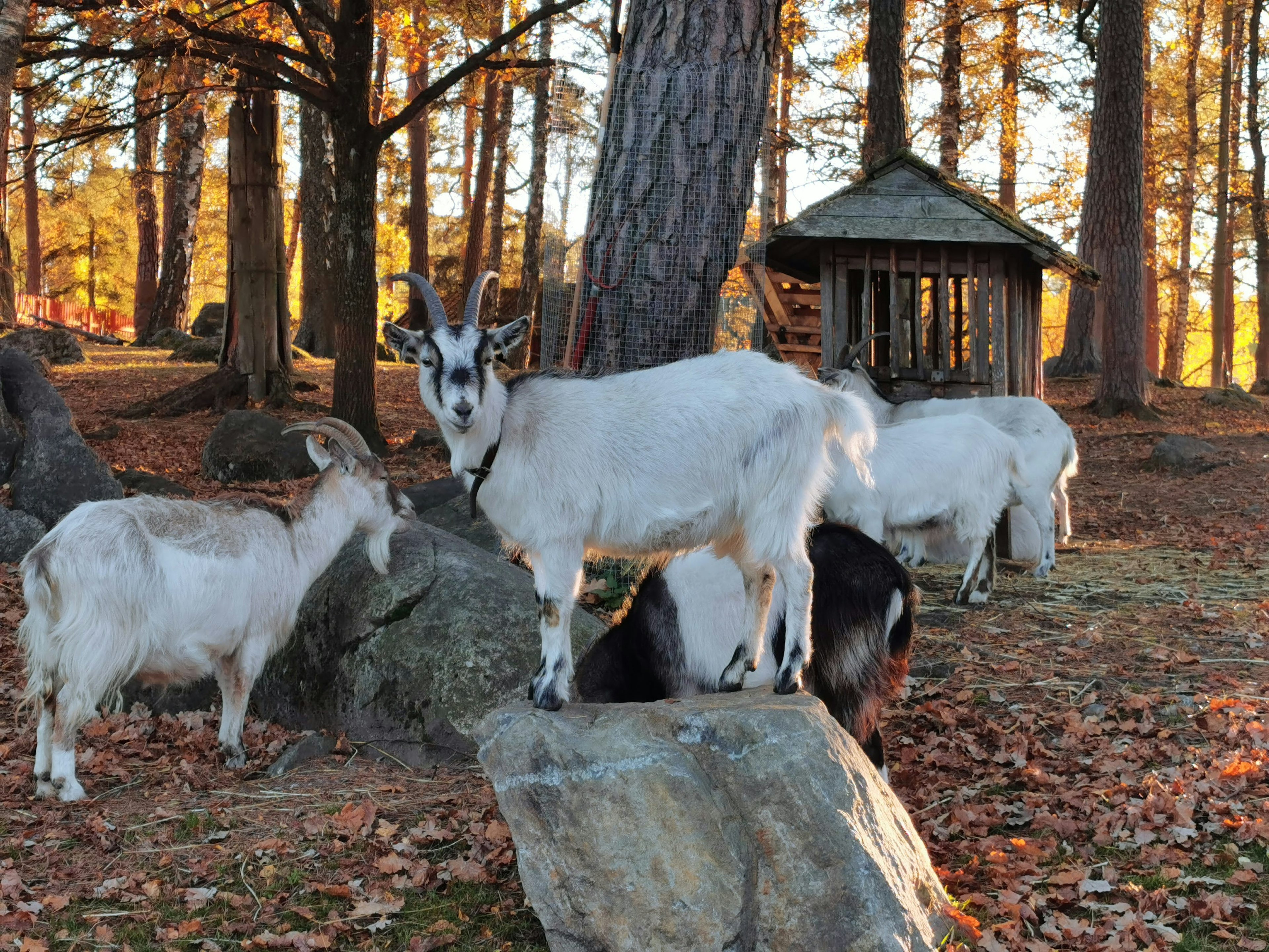 Seekor kambing putih berdiri di atas batu di latar hutan