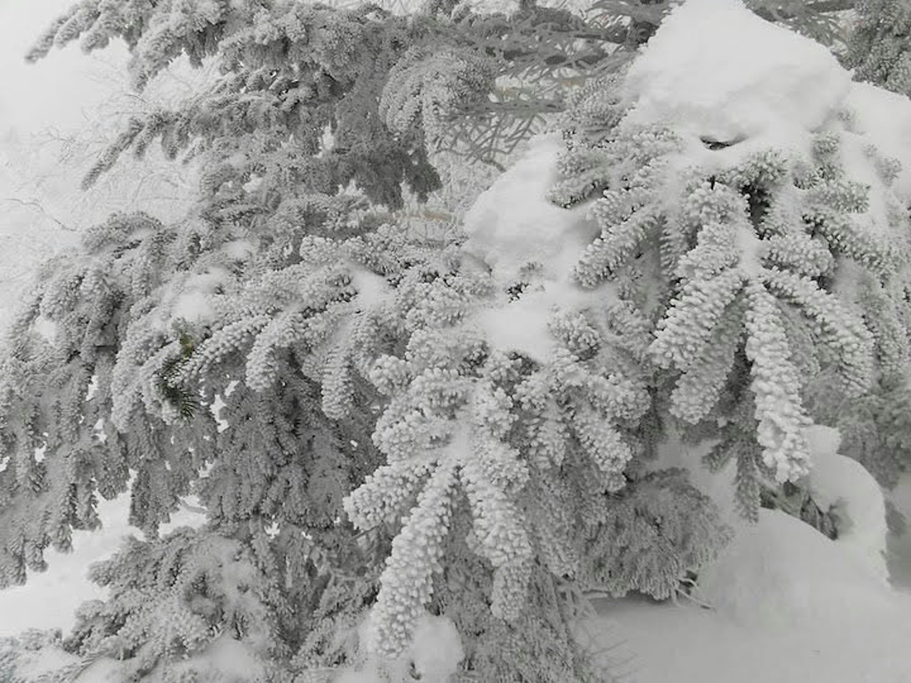 雪に覆われた木の枝のクローズアップ