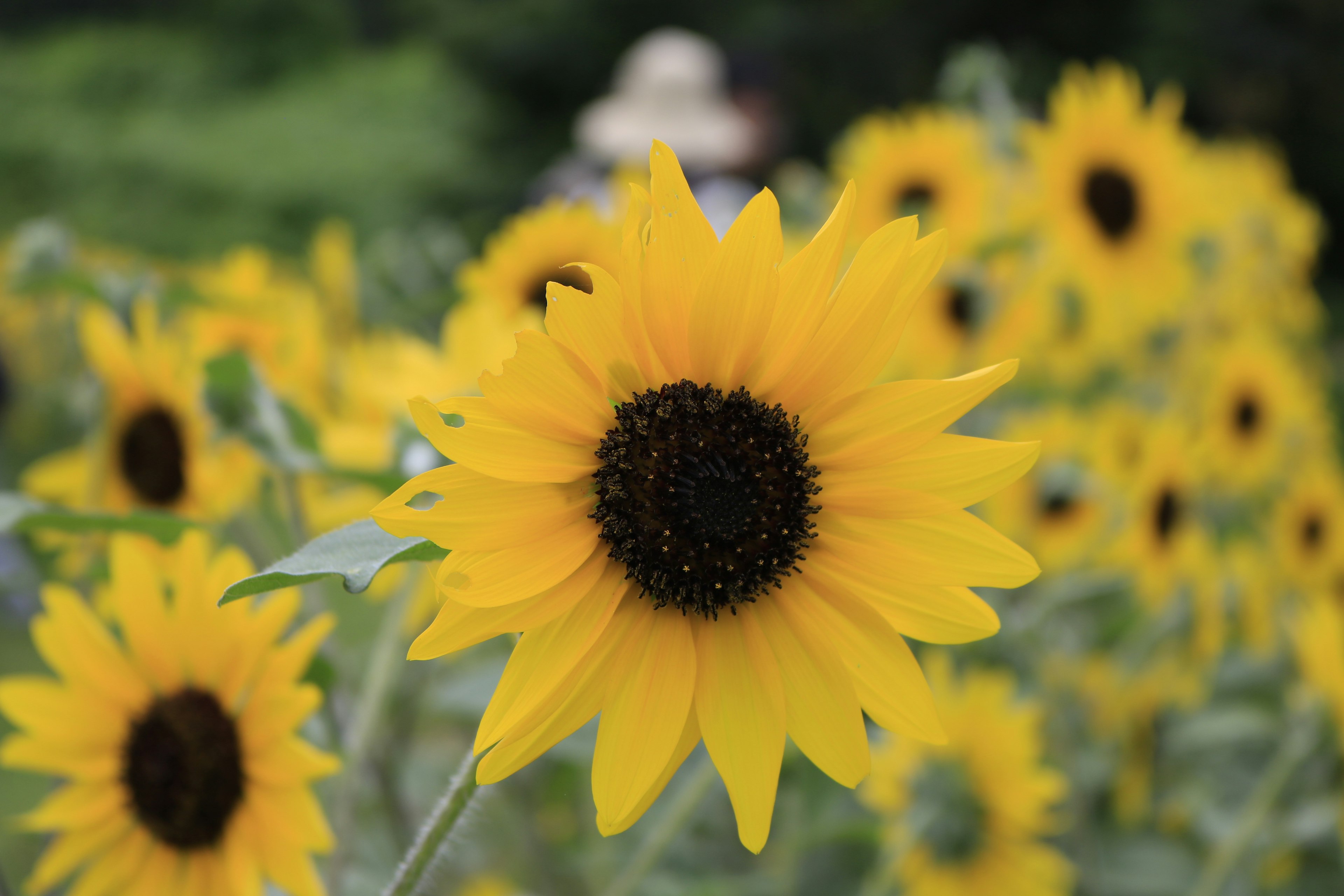 Un campo vibrante di girasoli con petali gialli luminosi