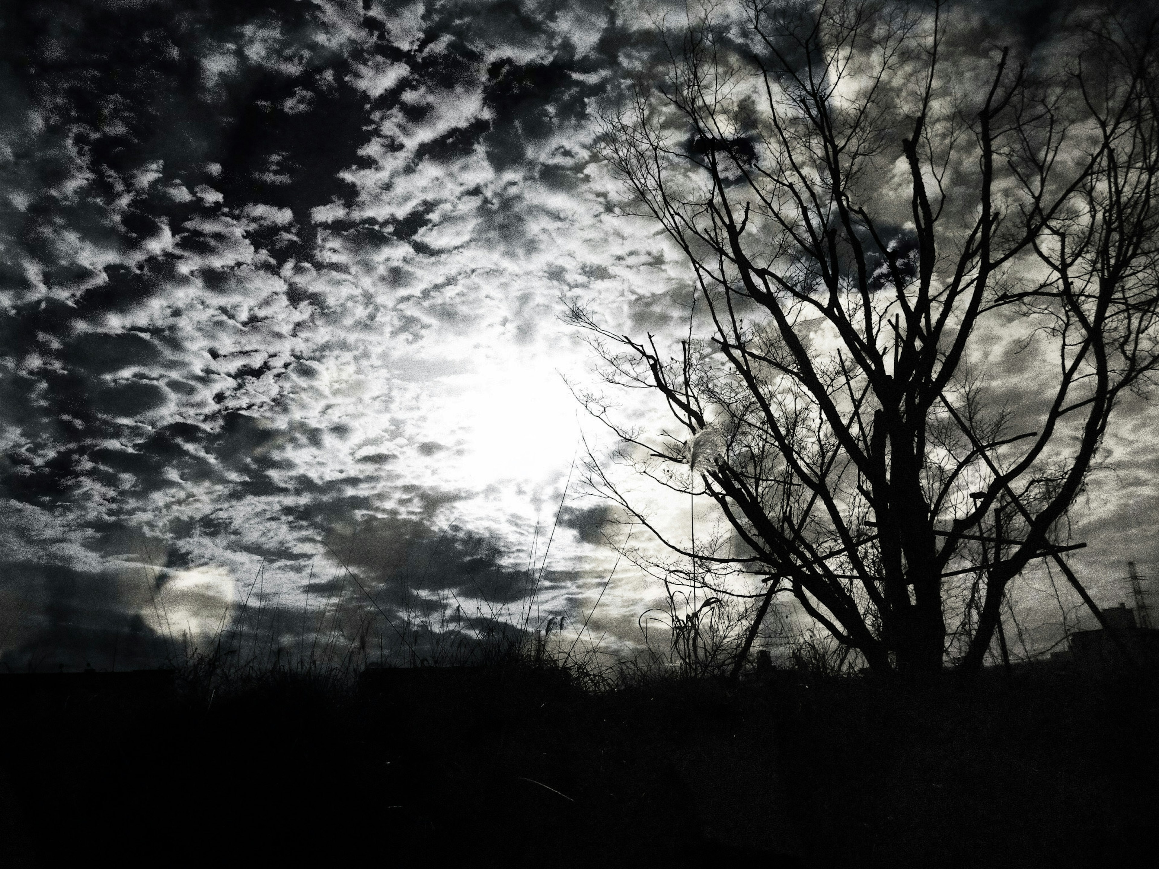 Black and white silhouette of a tree against a cloudy sky illuminated by moonlight